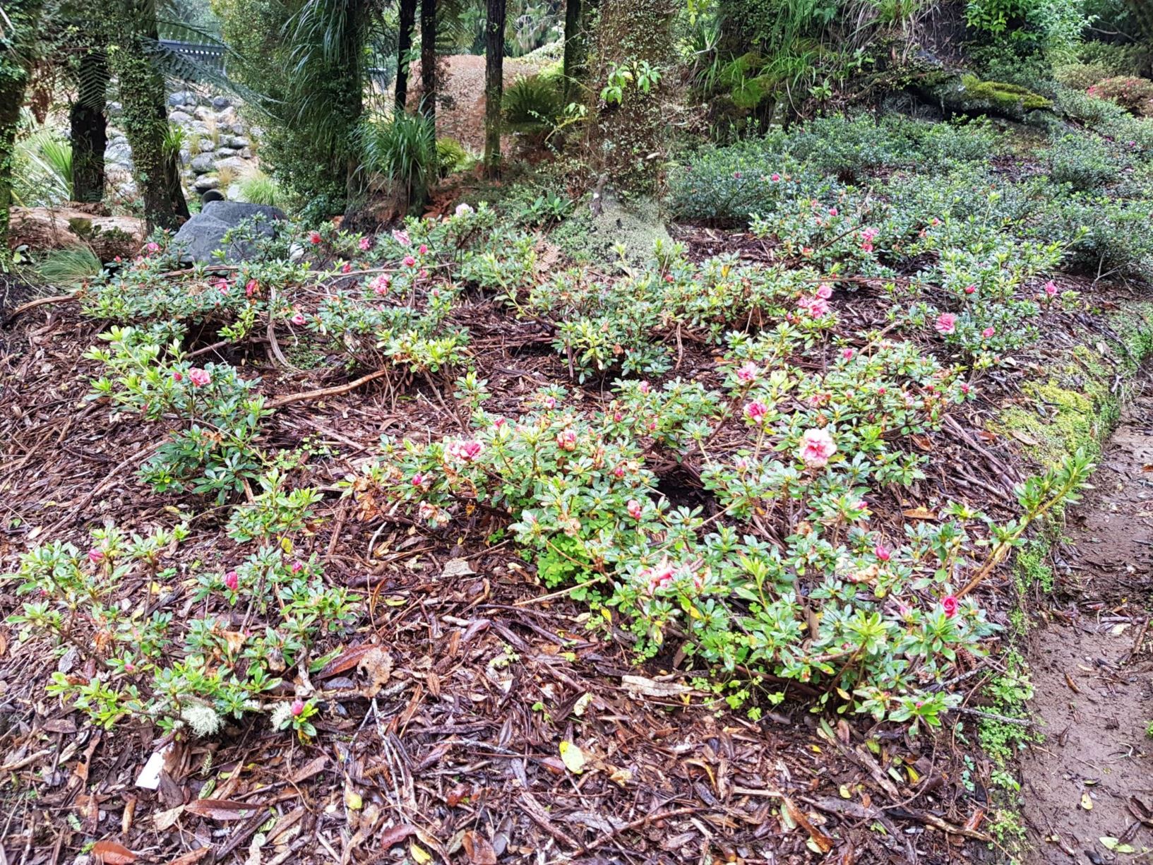 Rhododendron 'Paul Schame' (Azalea)