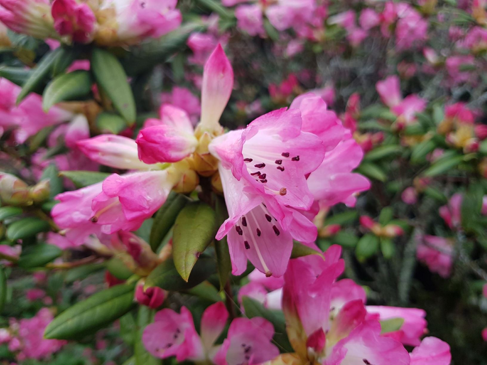 Rhododendron 'Seta'
