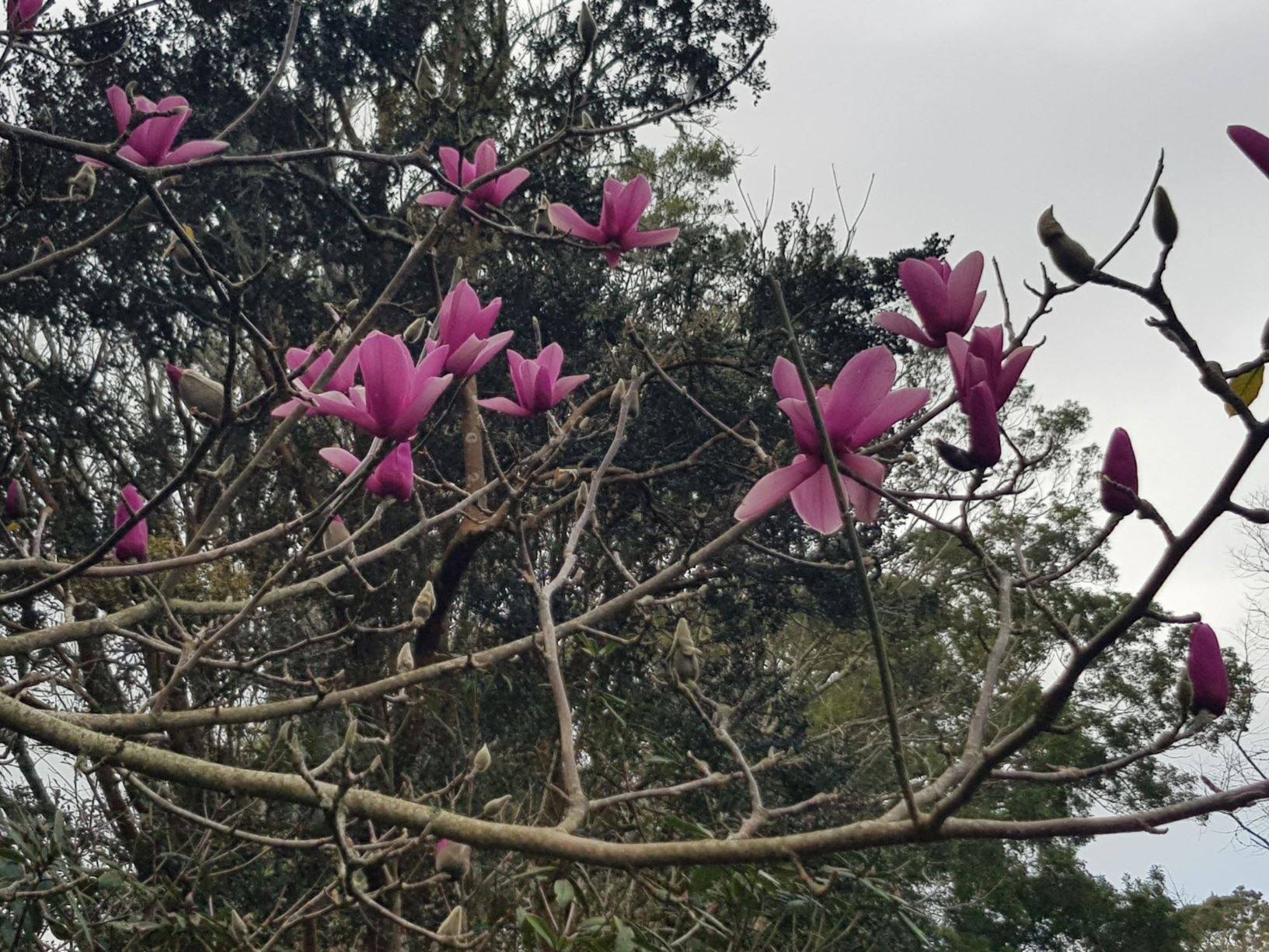 Magnolia 'Early Rose'