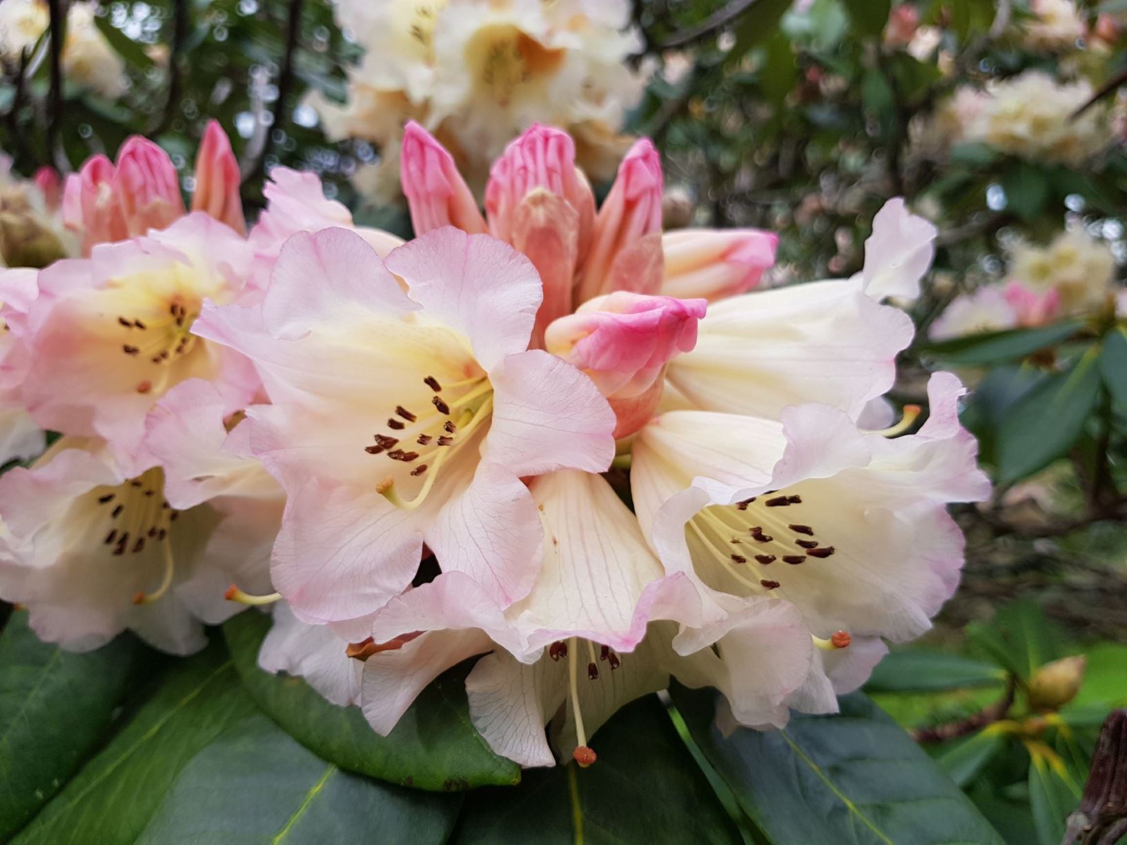 Rhododendron 'Milton Hollard'