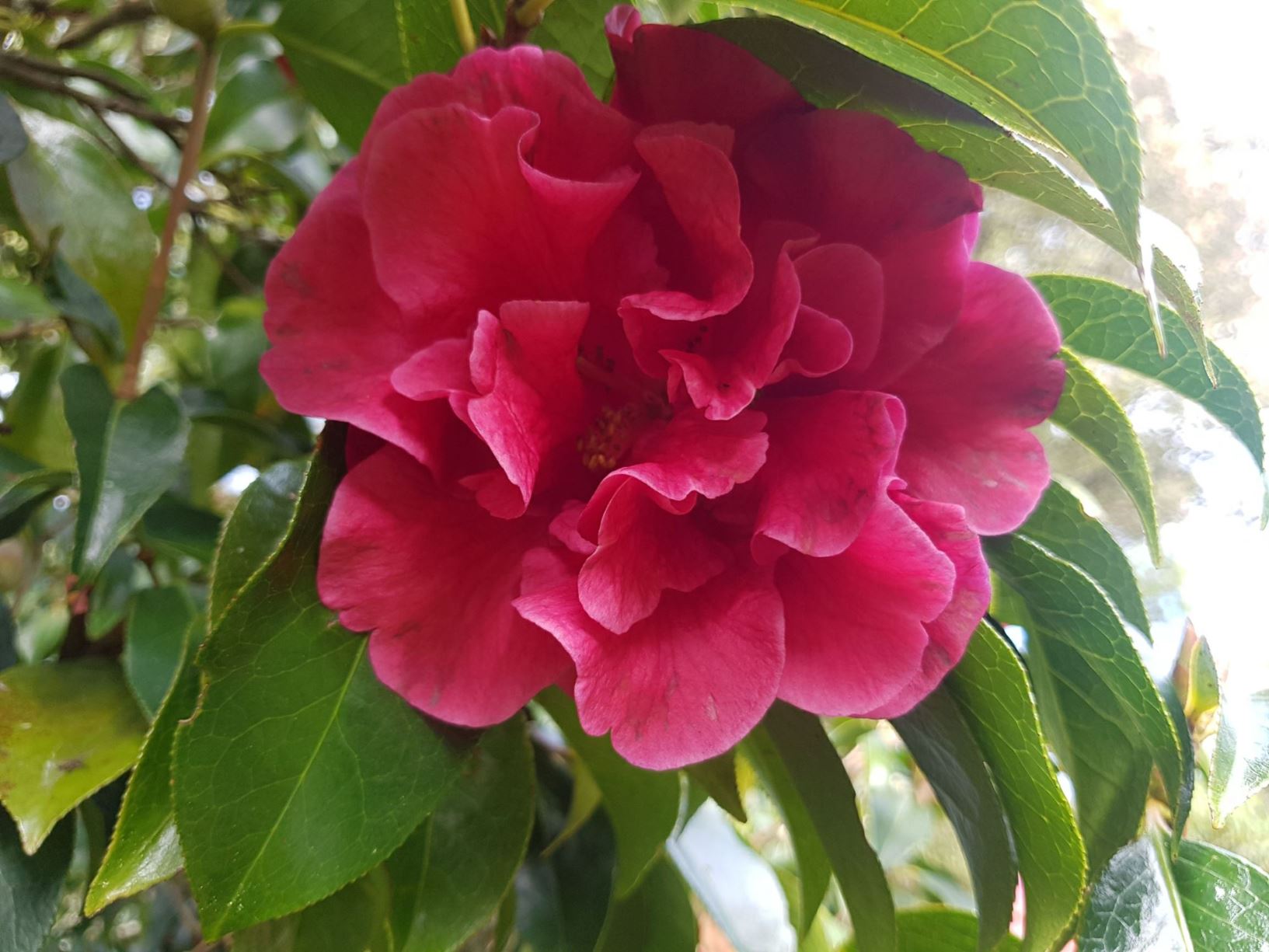 Camellia 'Yvonne Amazonica'