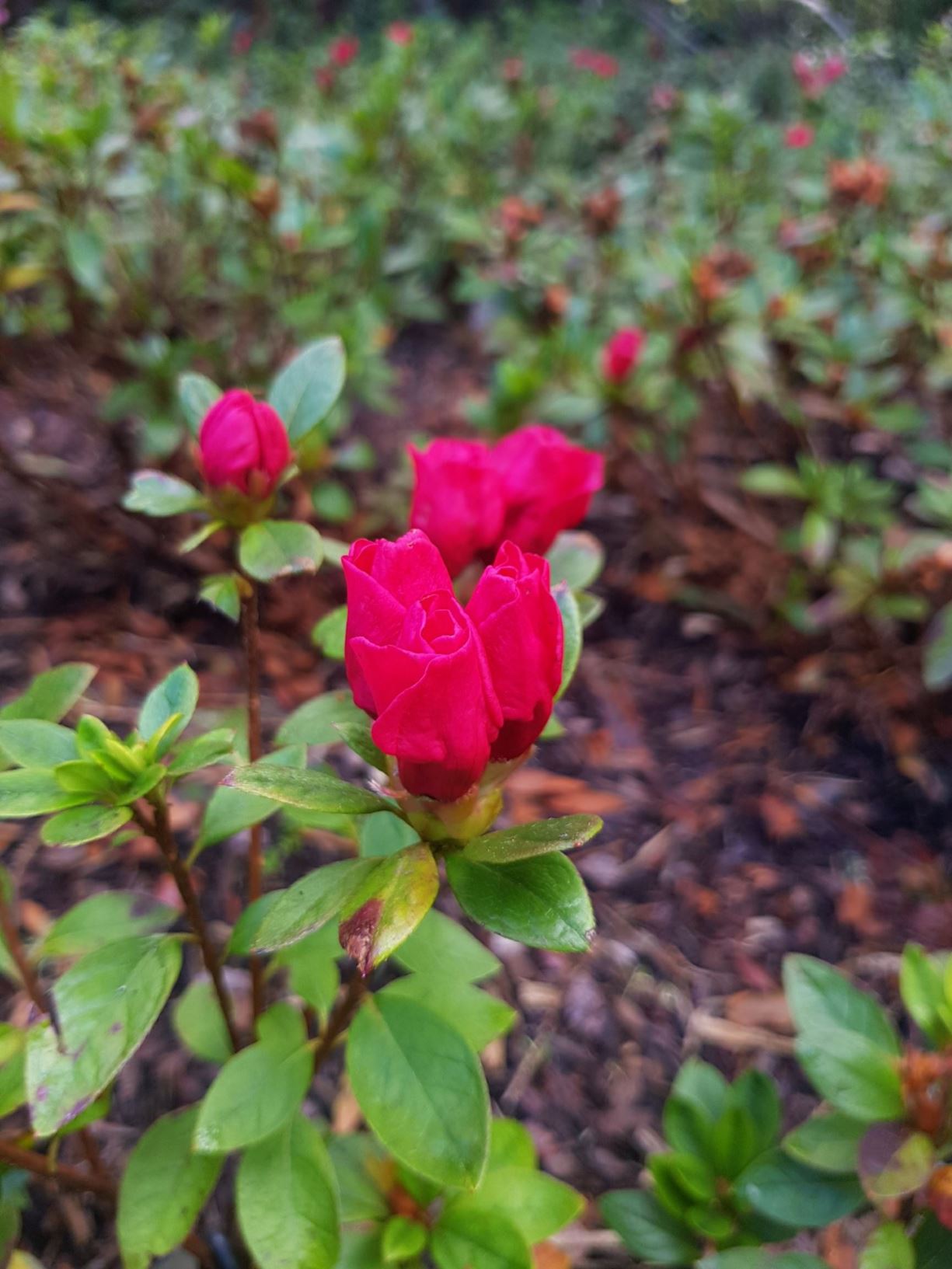 Rhododendron 'Mission Bells' (Azalea)