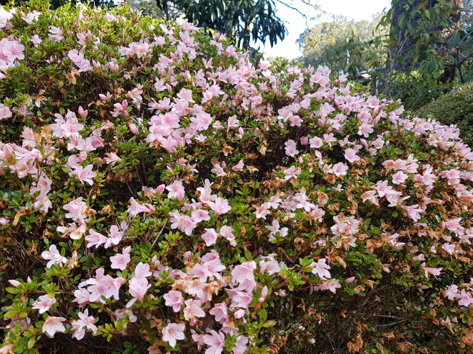 Rhododendron 'Peach Kirin' (Azalea)