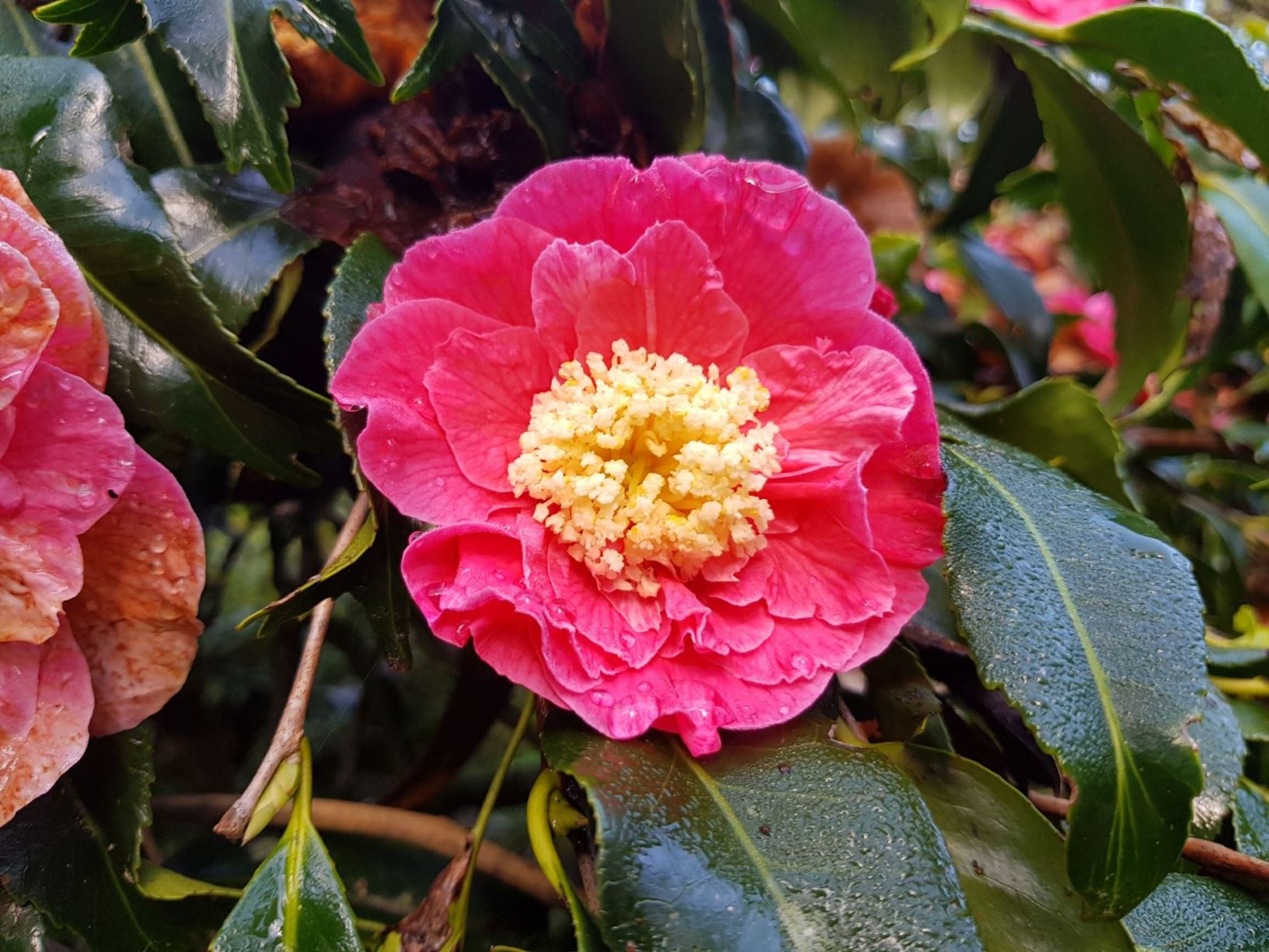 Camellia japonica 'Kingyo-tsubaki' - goldfish camellia