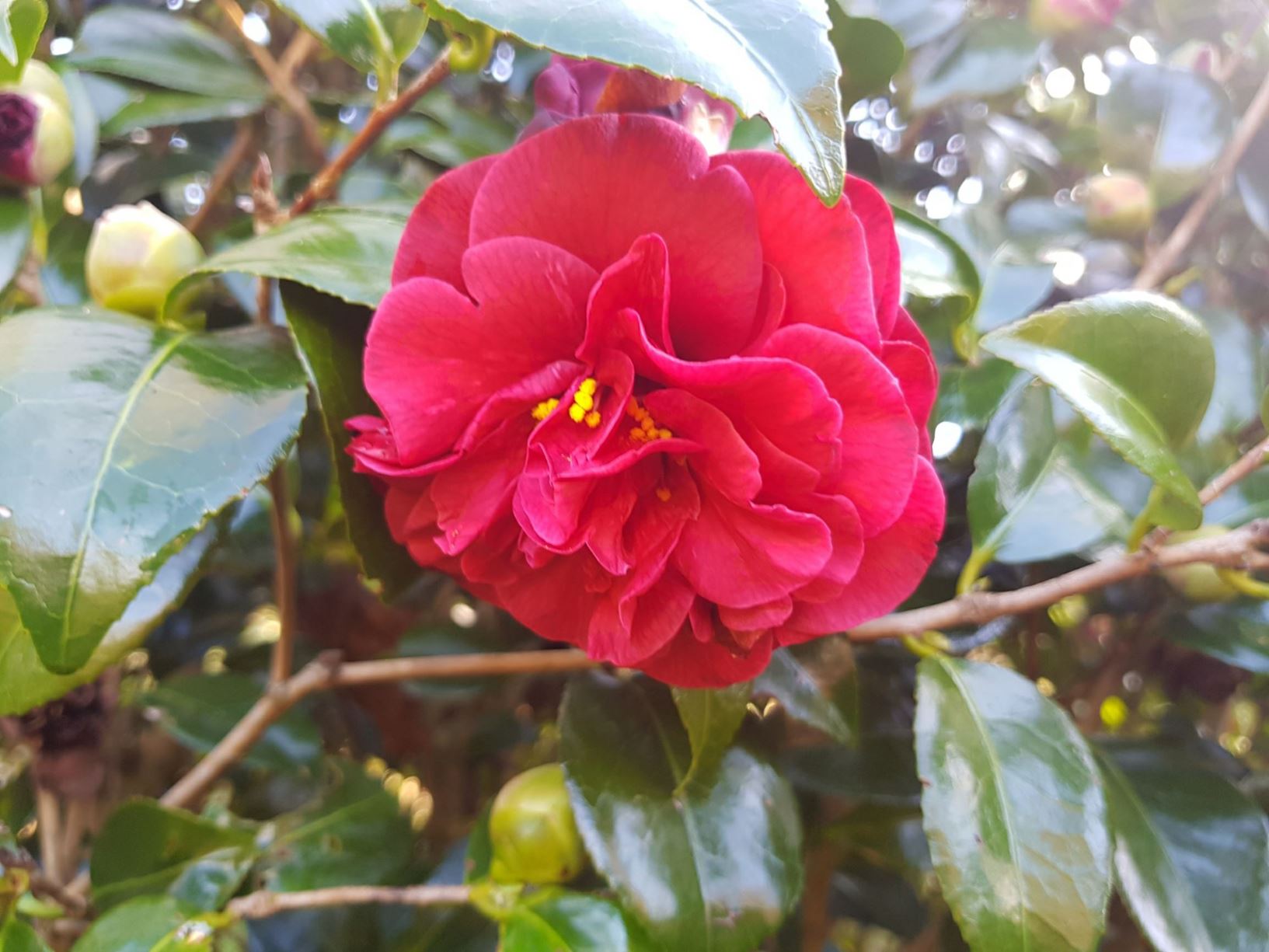 Camellia 'Tom Knudson'