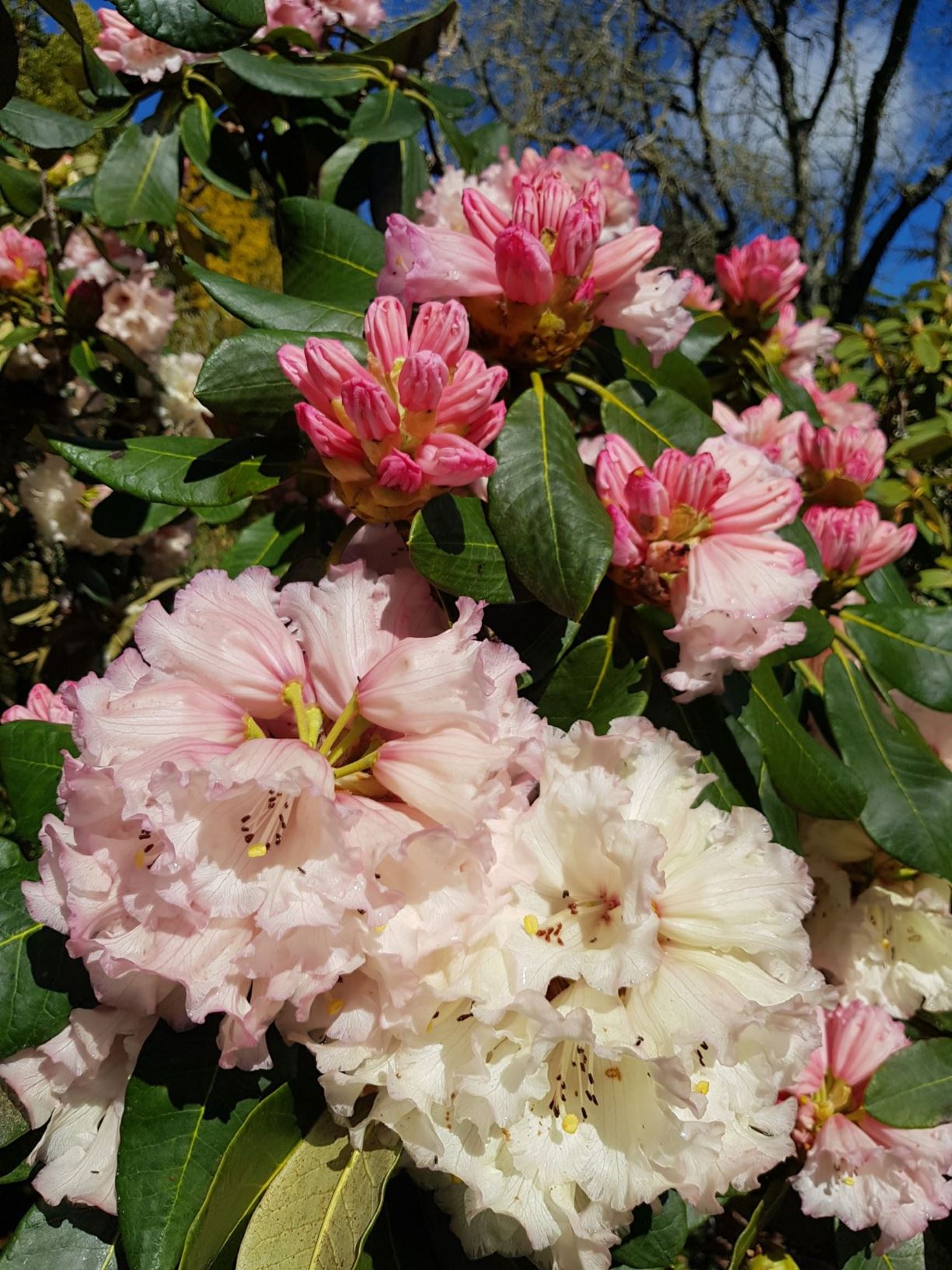 Rhododendron grande × R. 'Unique'
