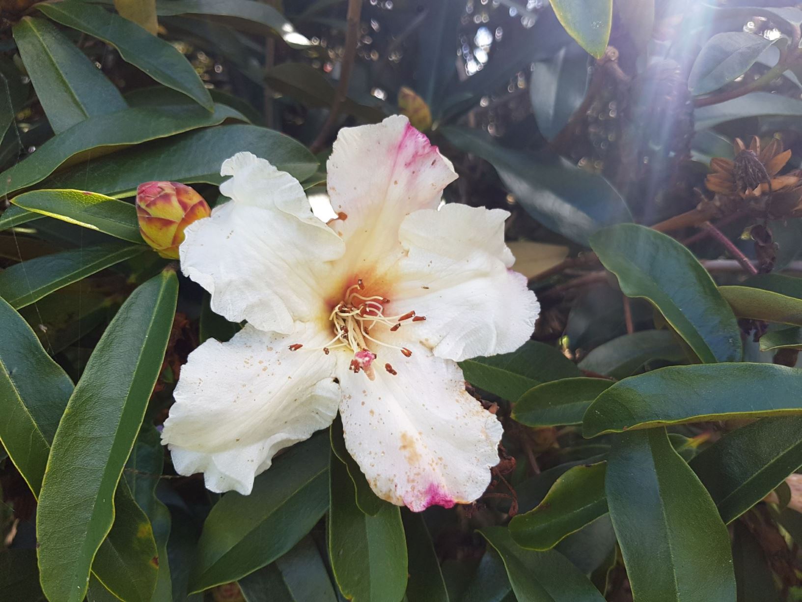 Rhododendron maddenii subsp. maddenii