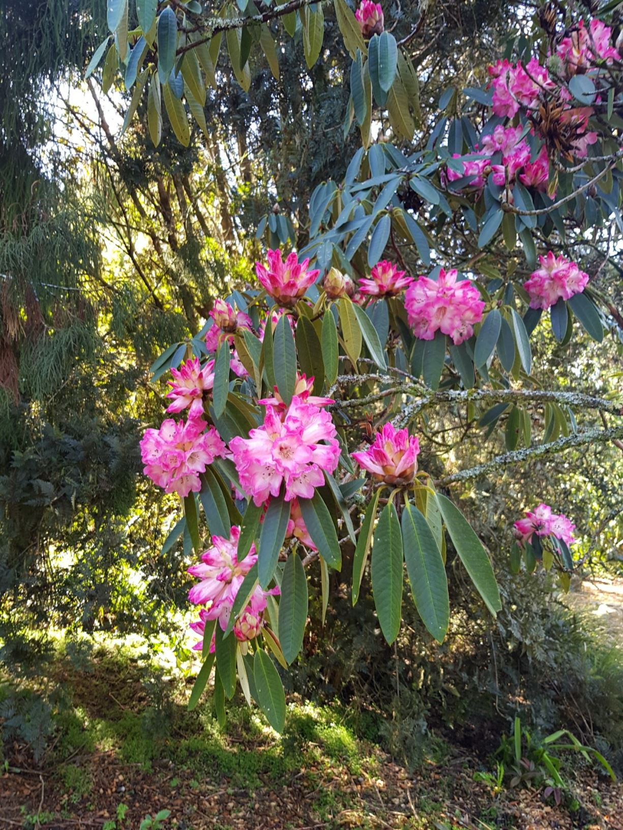Rhododendron 'Kaka'