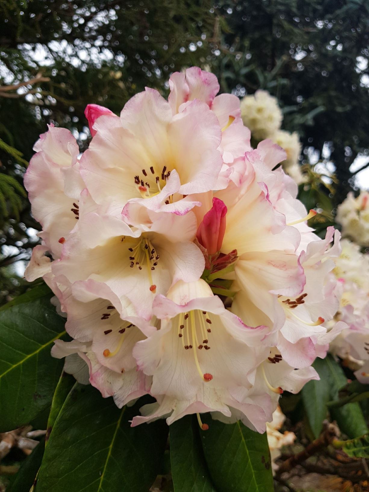 Rhododendron 'Les Jury'