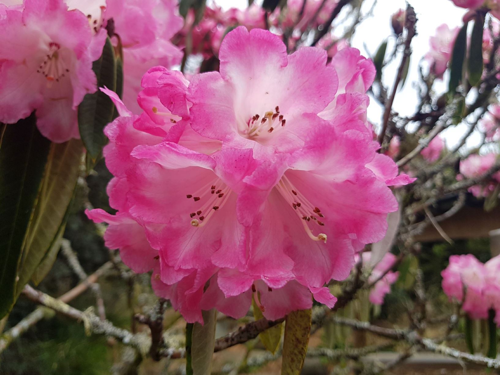 Rhododendron arboreum (Pink)