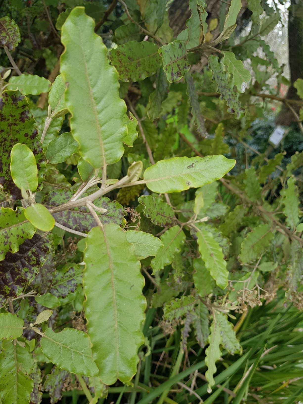 Olearia albida var. angulata