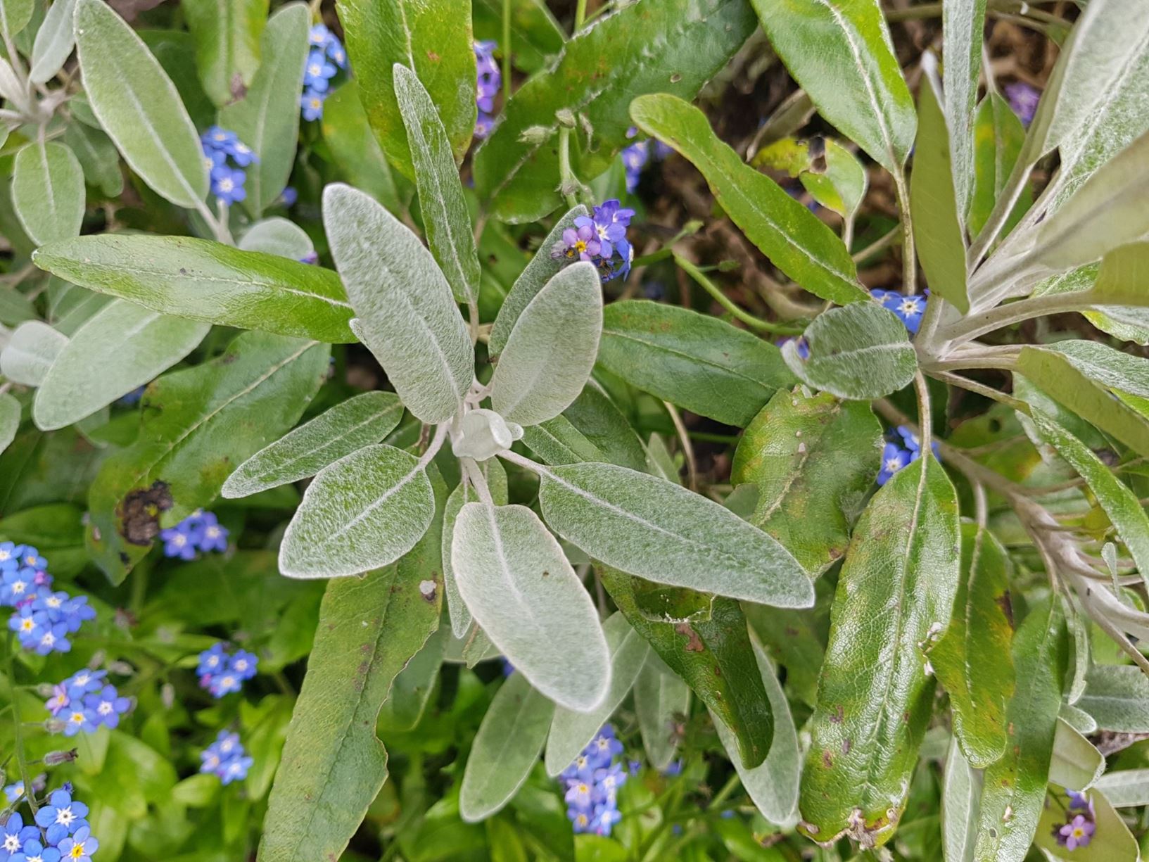 Brachyglottis greyi × B. monroi
