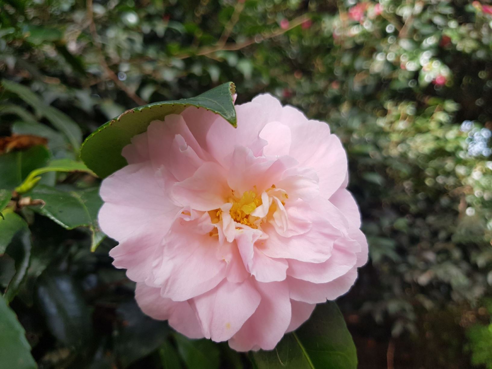 Camellia 'Spencers Pink' × 'Rachel'