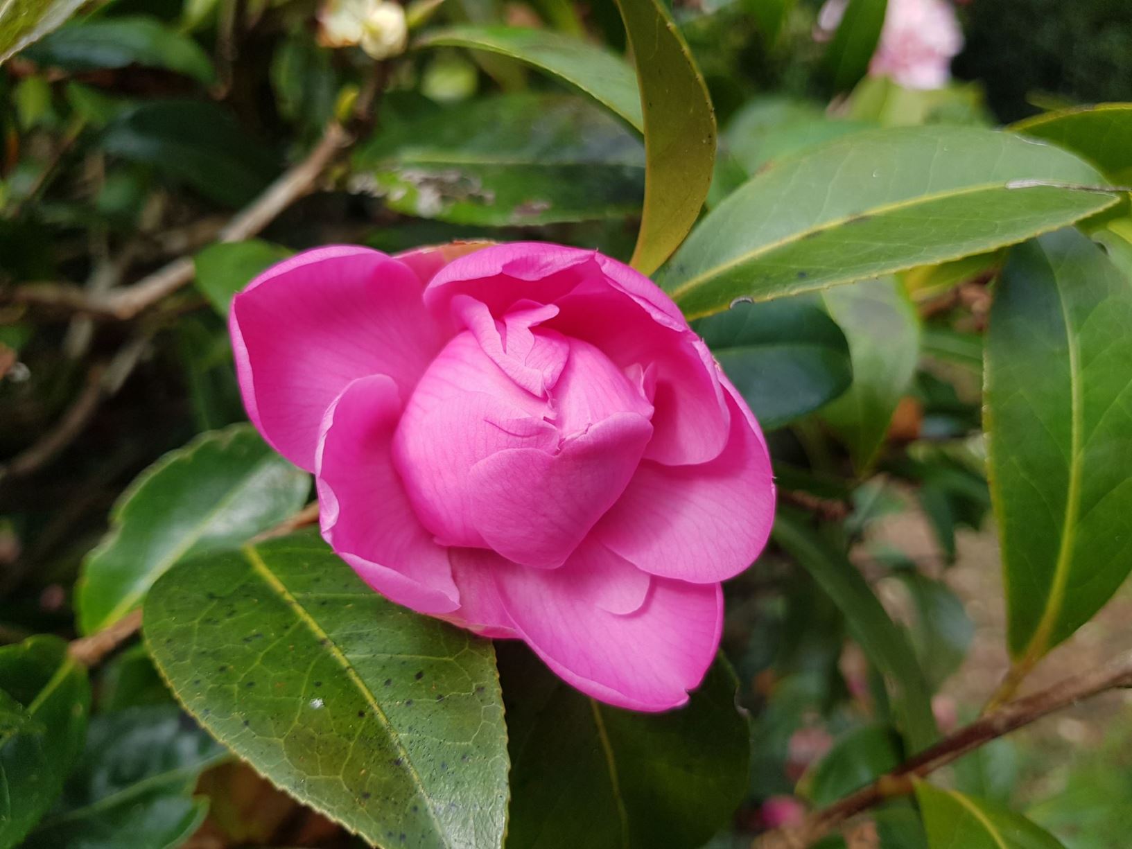 Camellia 'El Dorado'