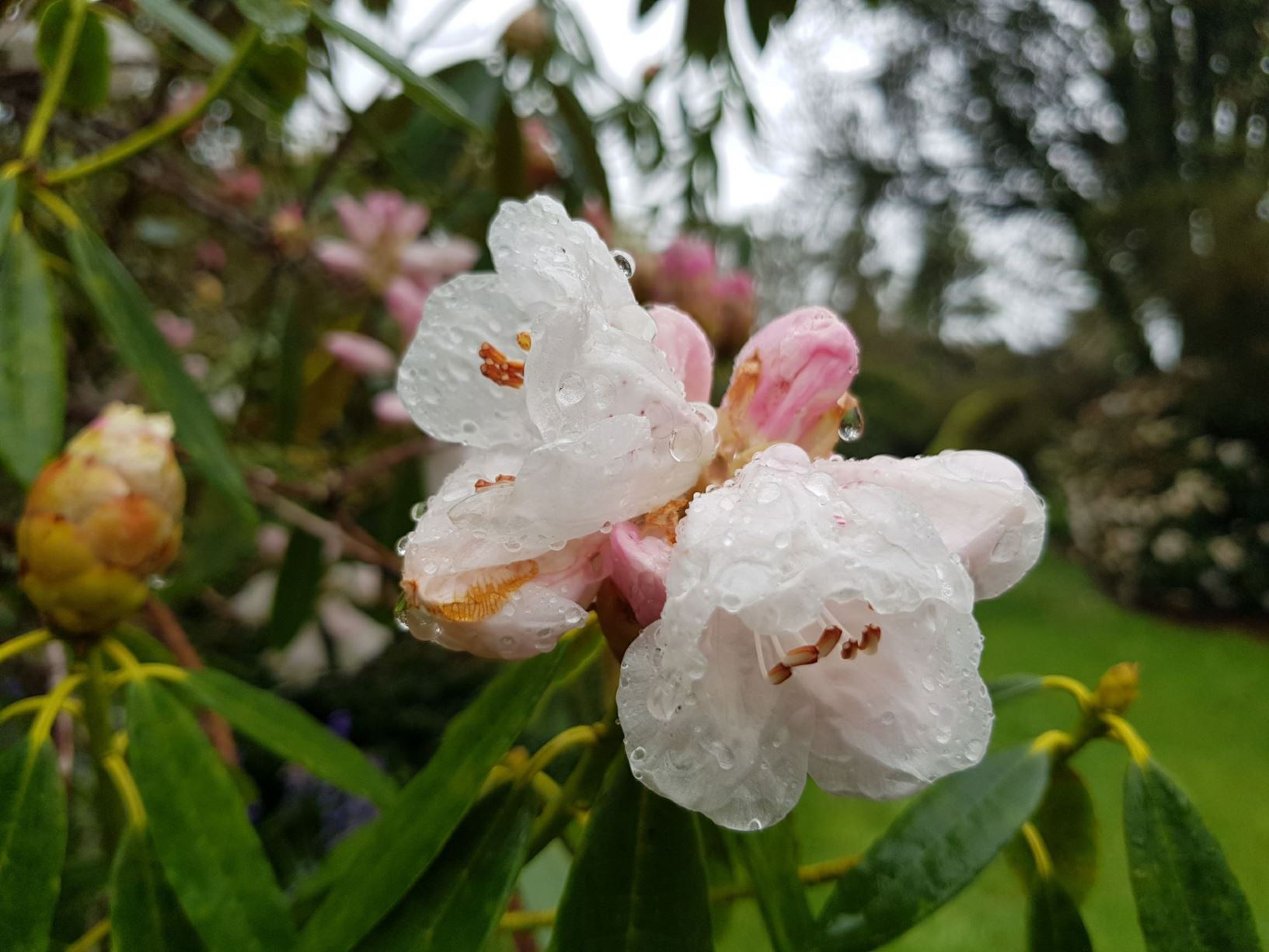 Rhododendron annae subsp. laxiflorum