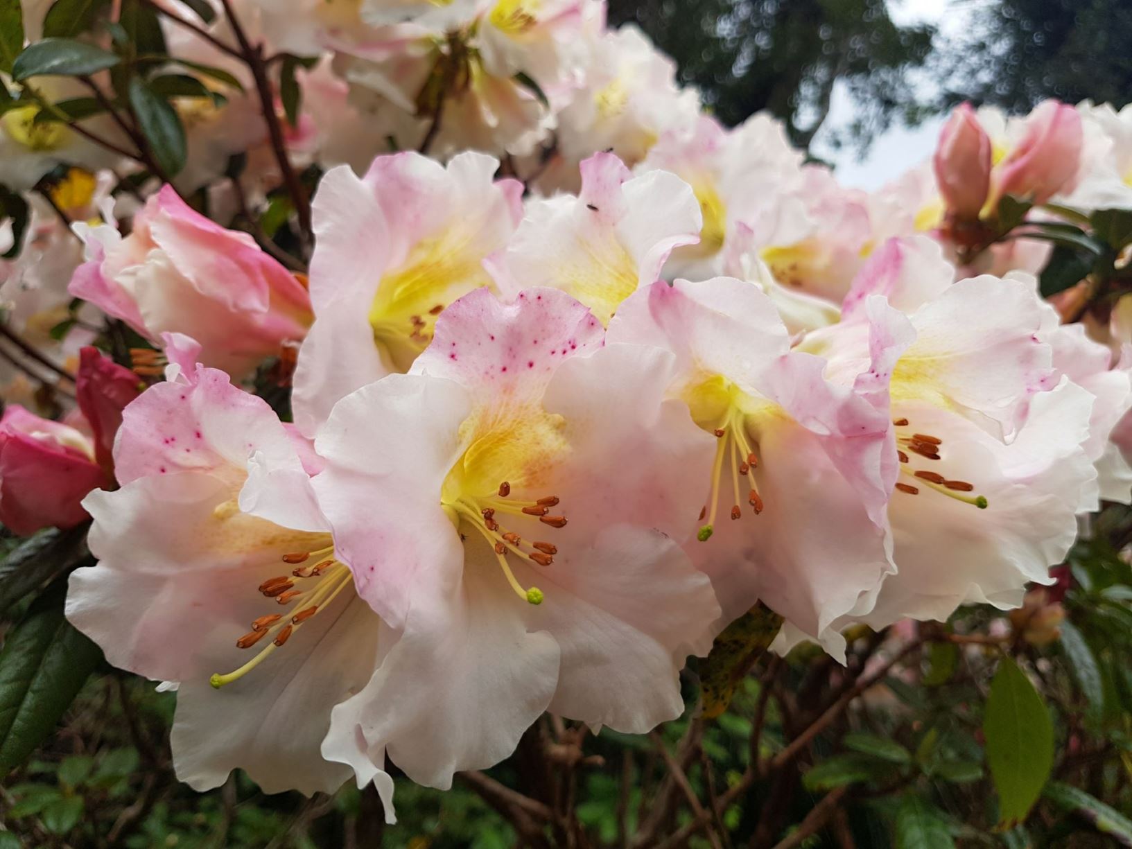 Rhododendron 'Opal Dawn'