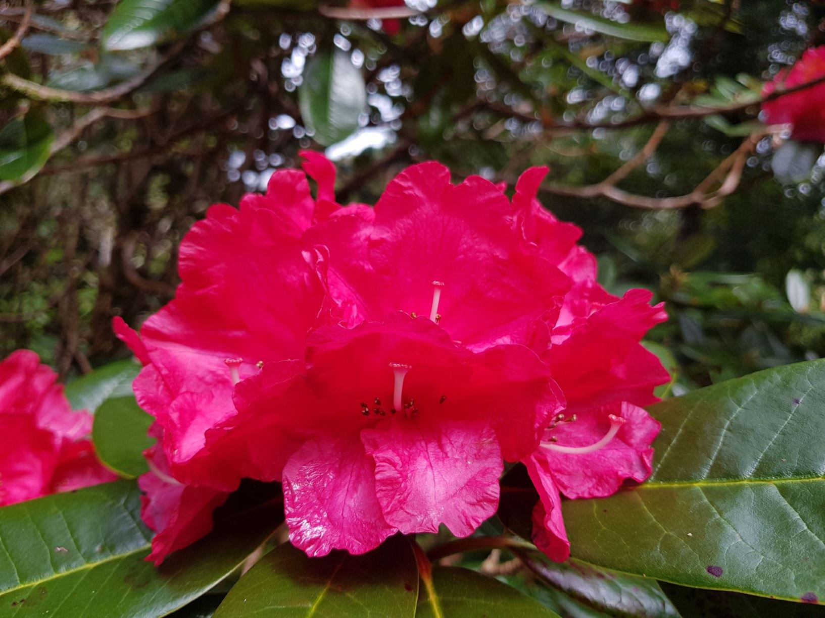 Rhododendron 'Noyo Chief'