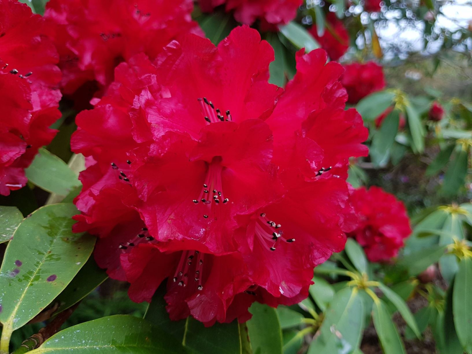 Rhododendron 'Gill's Crimson'