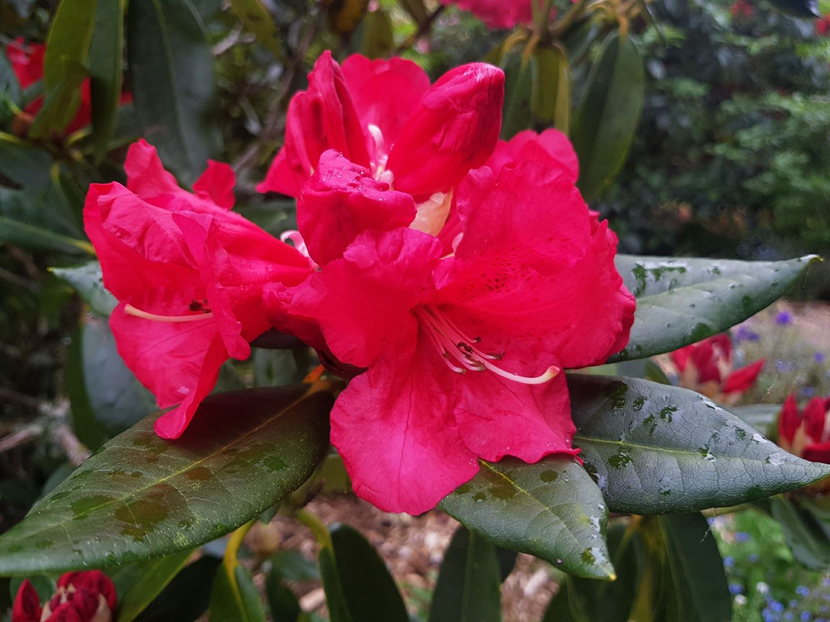 Rhododendron 'Johnny Bender'
