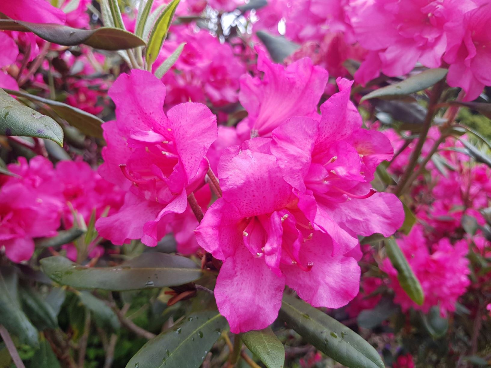 Rhododendron 'Pink Cameo'