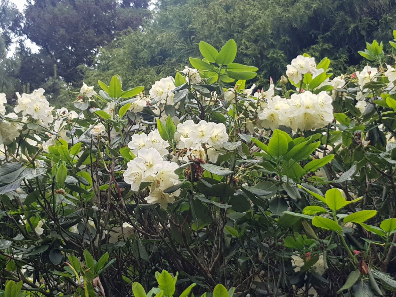 Rhododendron wardii × R. 'Lady Bessborough'