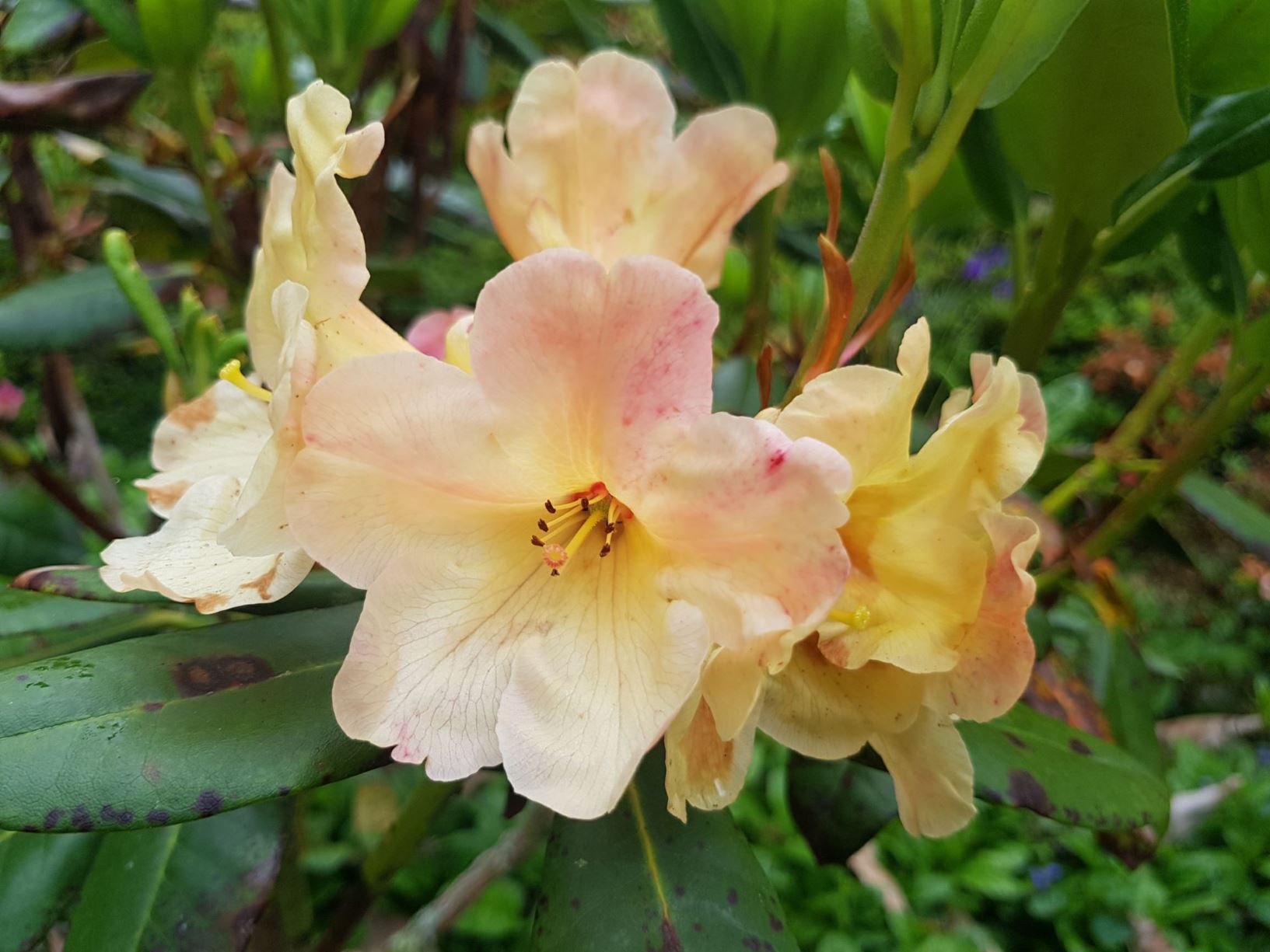 Rhododendron 'Kiwi Mum'