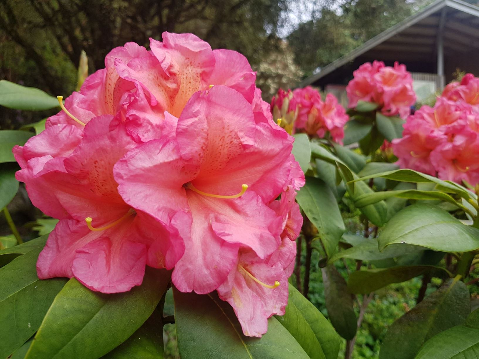 Rhododendron 'Orange Sterile'