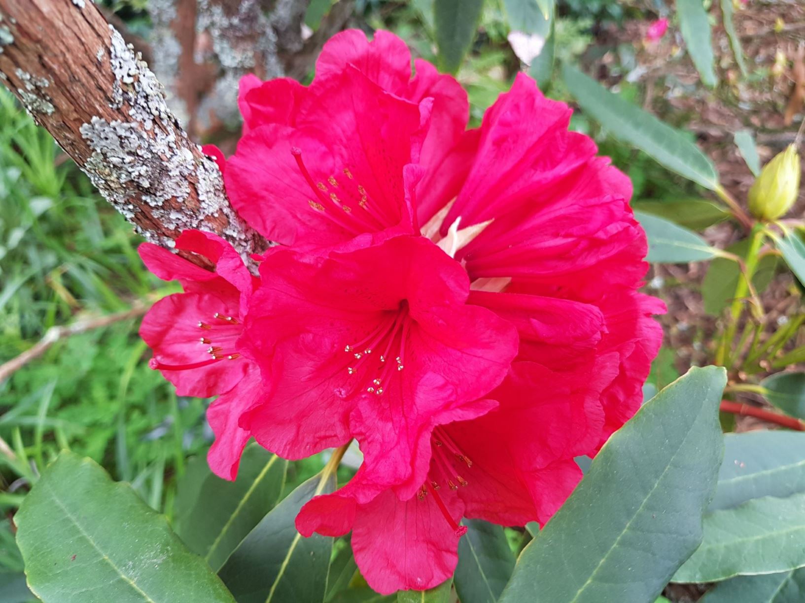 Rhododendron 'Hollard Hybrid'