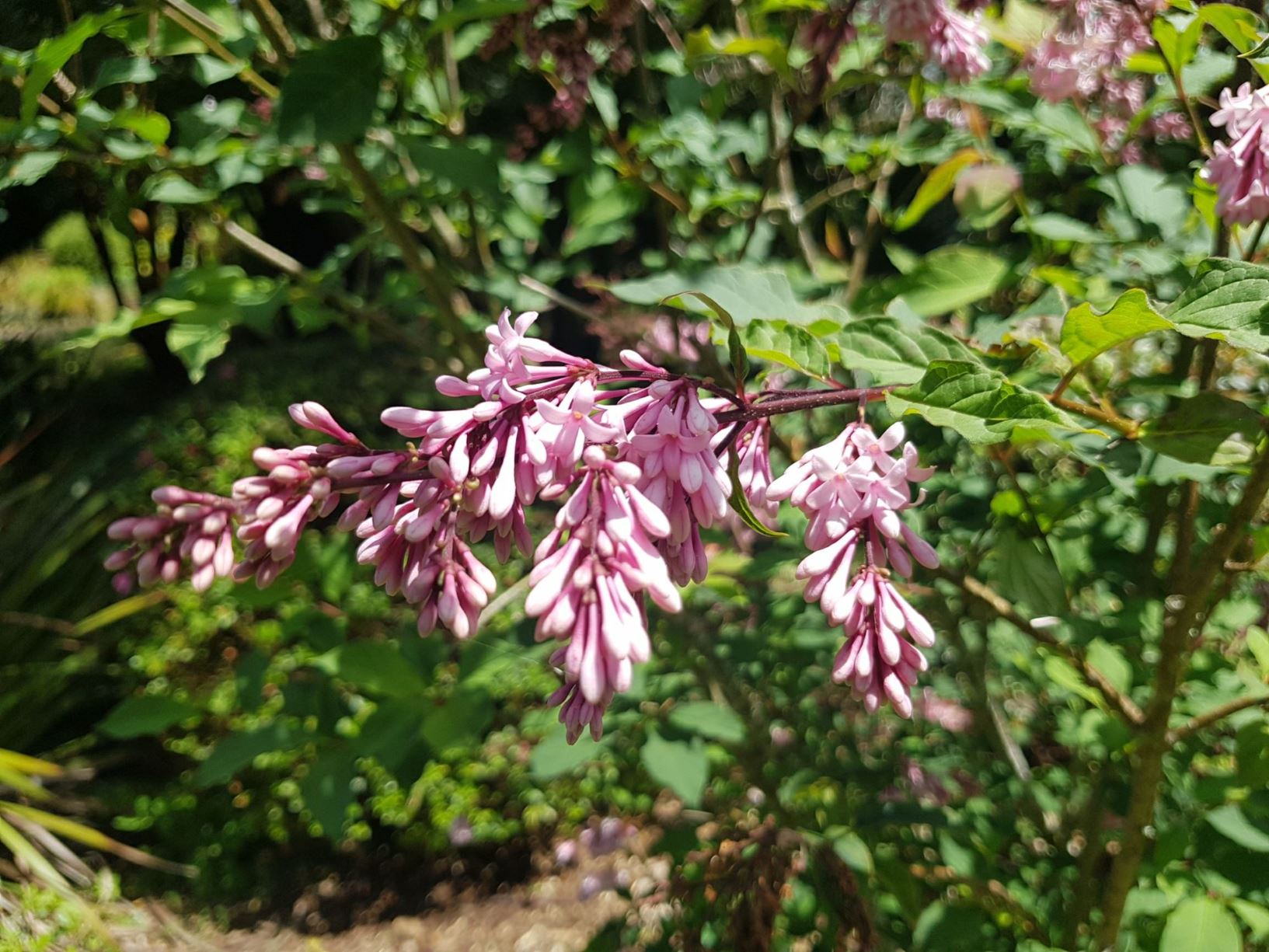 Syringa × josiflexa 'Bellicent'
