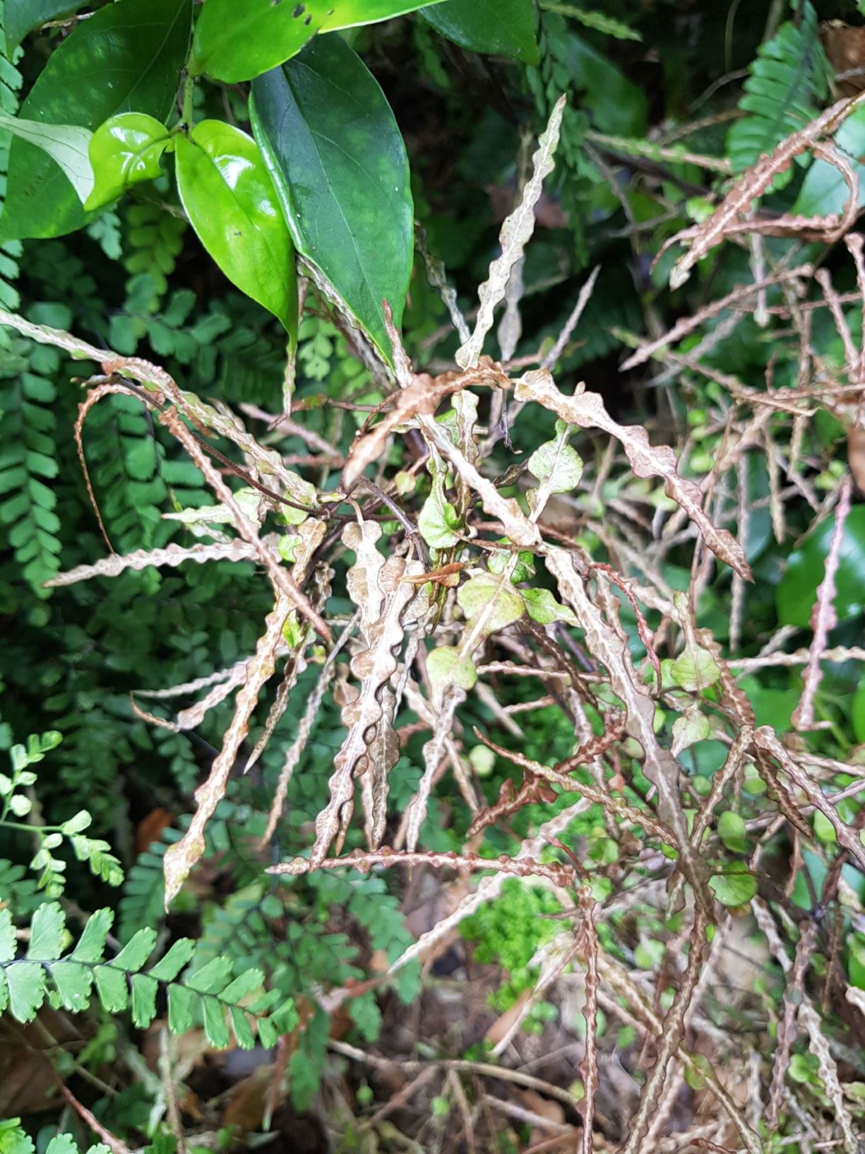 Parsonsia heterophylla - tutae-kereru, tawhiwhi, poapoa tauhaua, kaihua, akakaikiore, akakiore