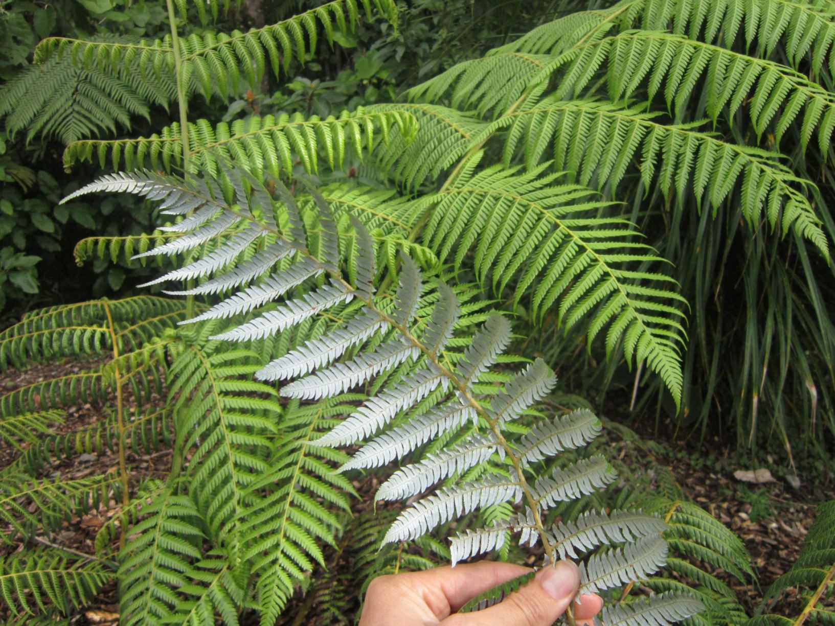 Cyathea dealbata - silver tree-fern, silver fern, kaponga, ponga