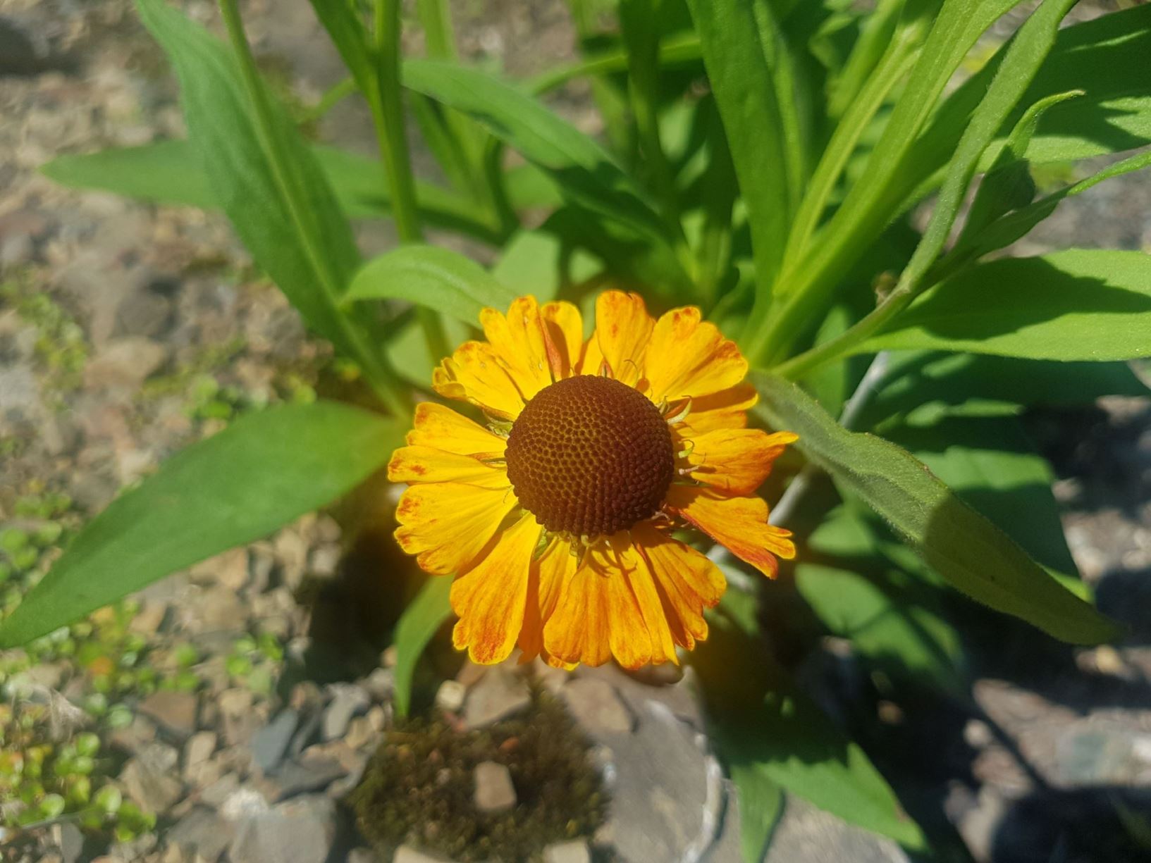 Helenium 'Moerheim Beauty'