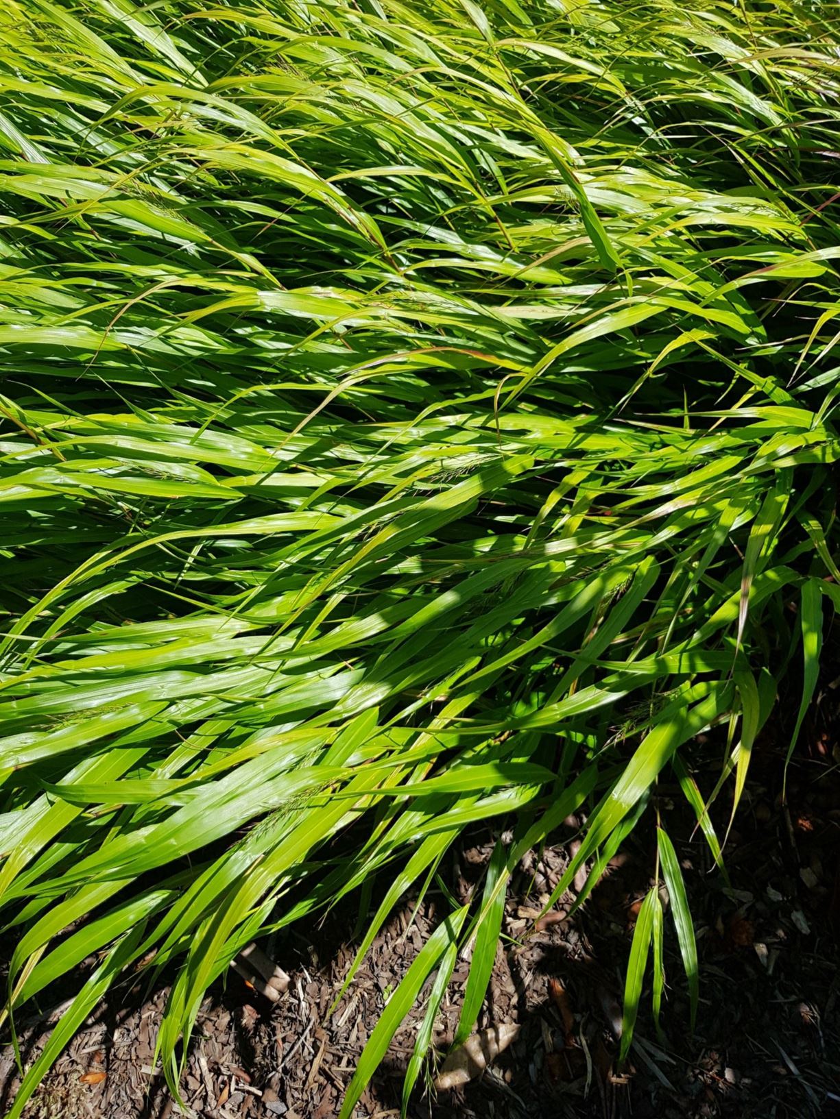 Hakonechloa macra - Japanese Bamboo Grass