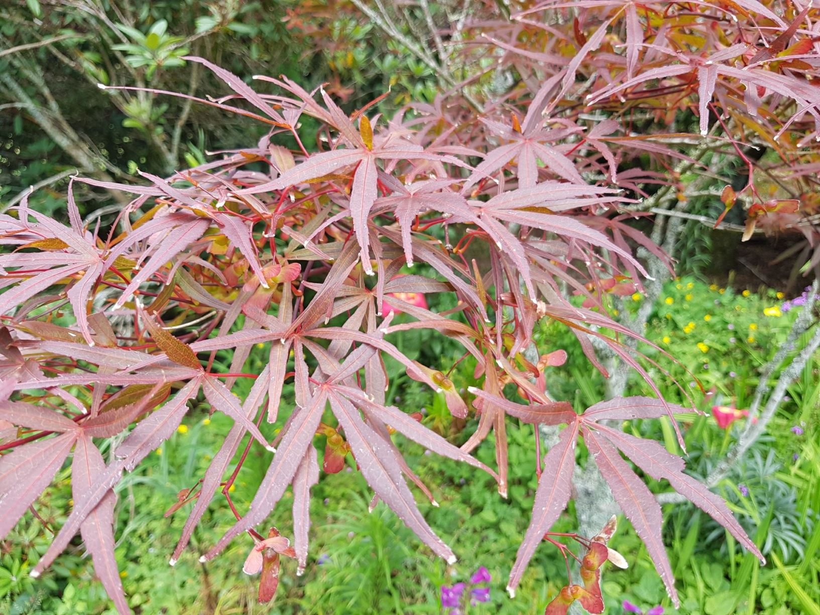 Acer palmatum 'Beni Otake'