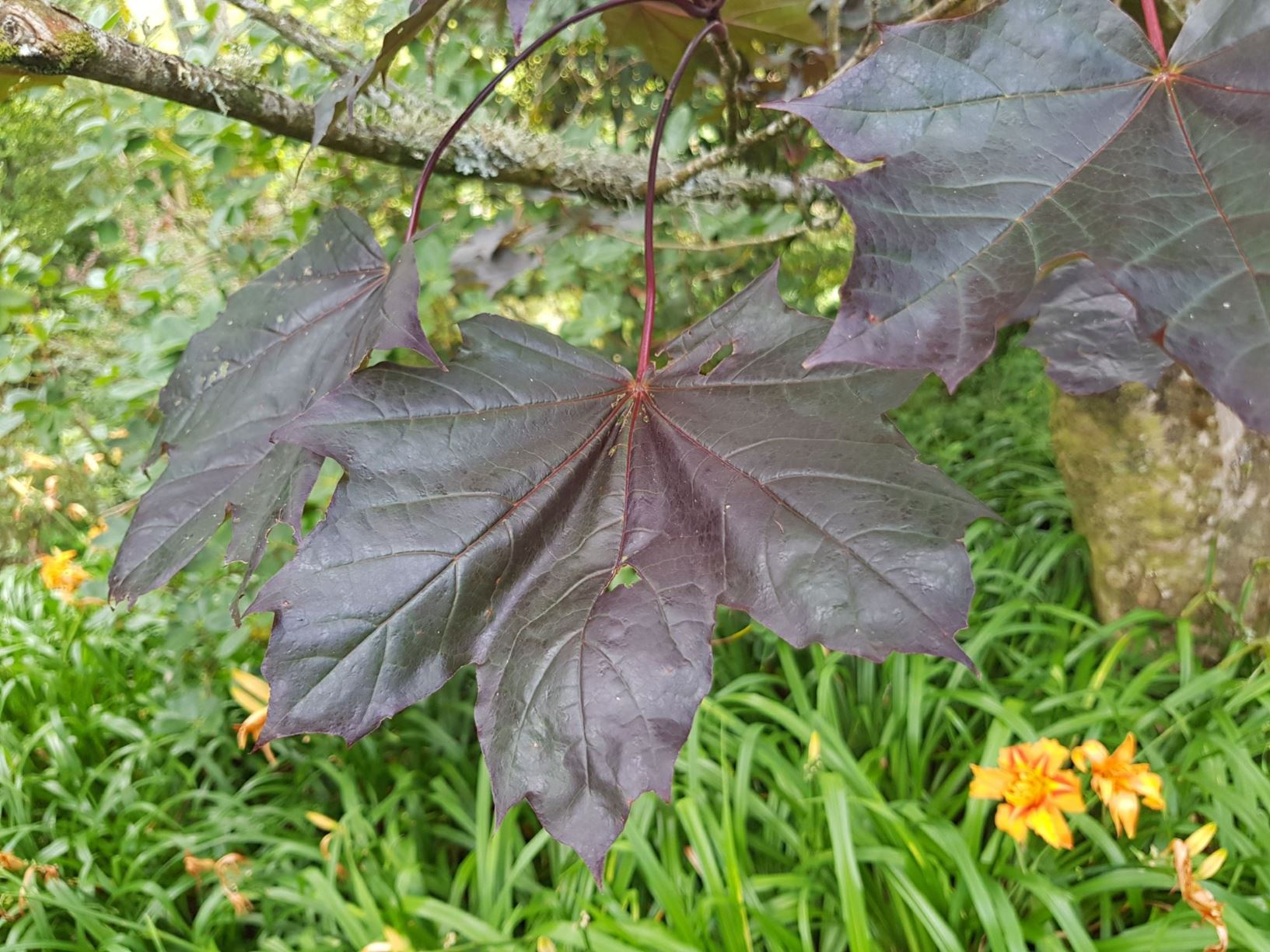 Acer platanoides 'Nigrum'