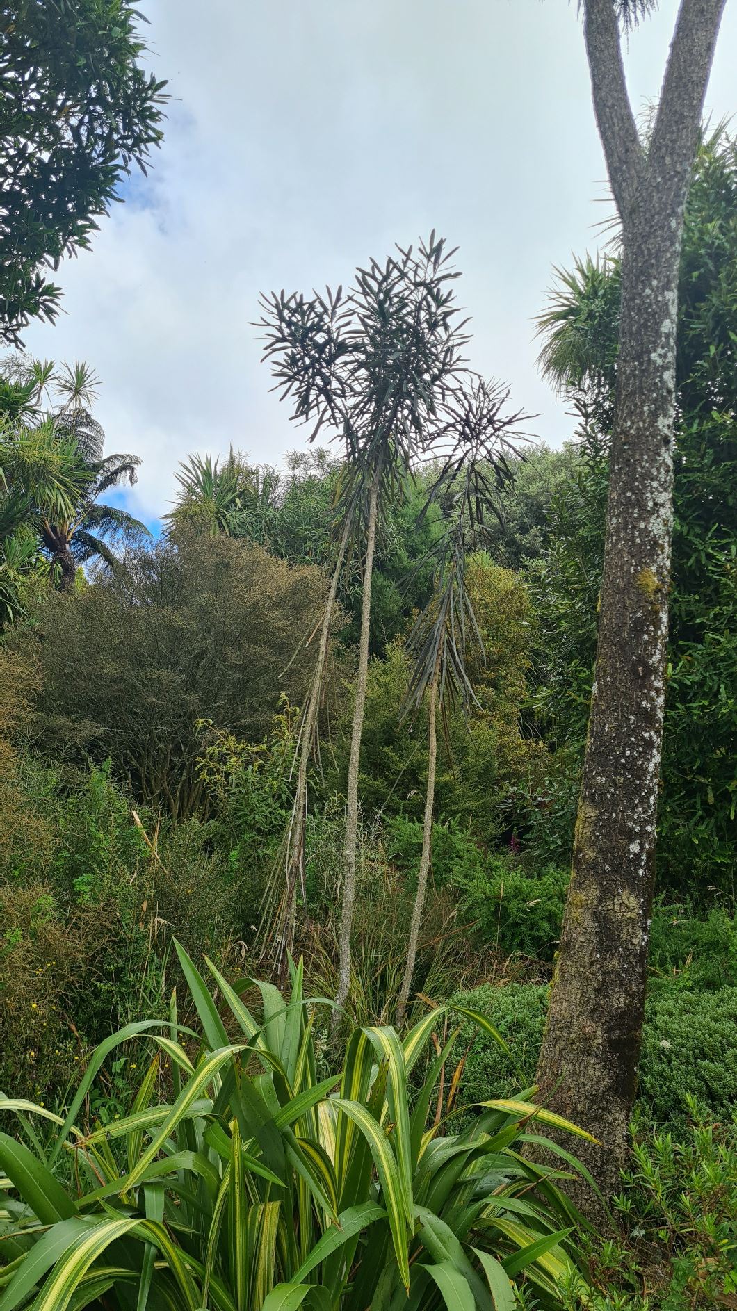 Pseudopanax crassifolius - lancewood, grass tree, horoeka, ohoeka, kokoeka, koeka