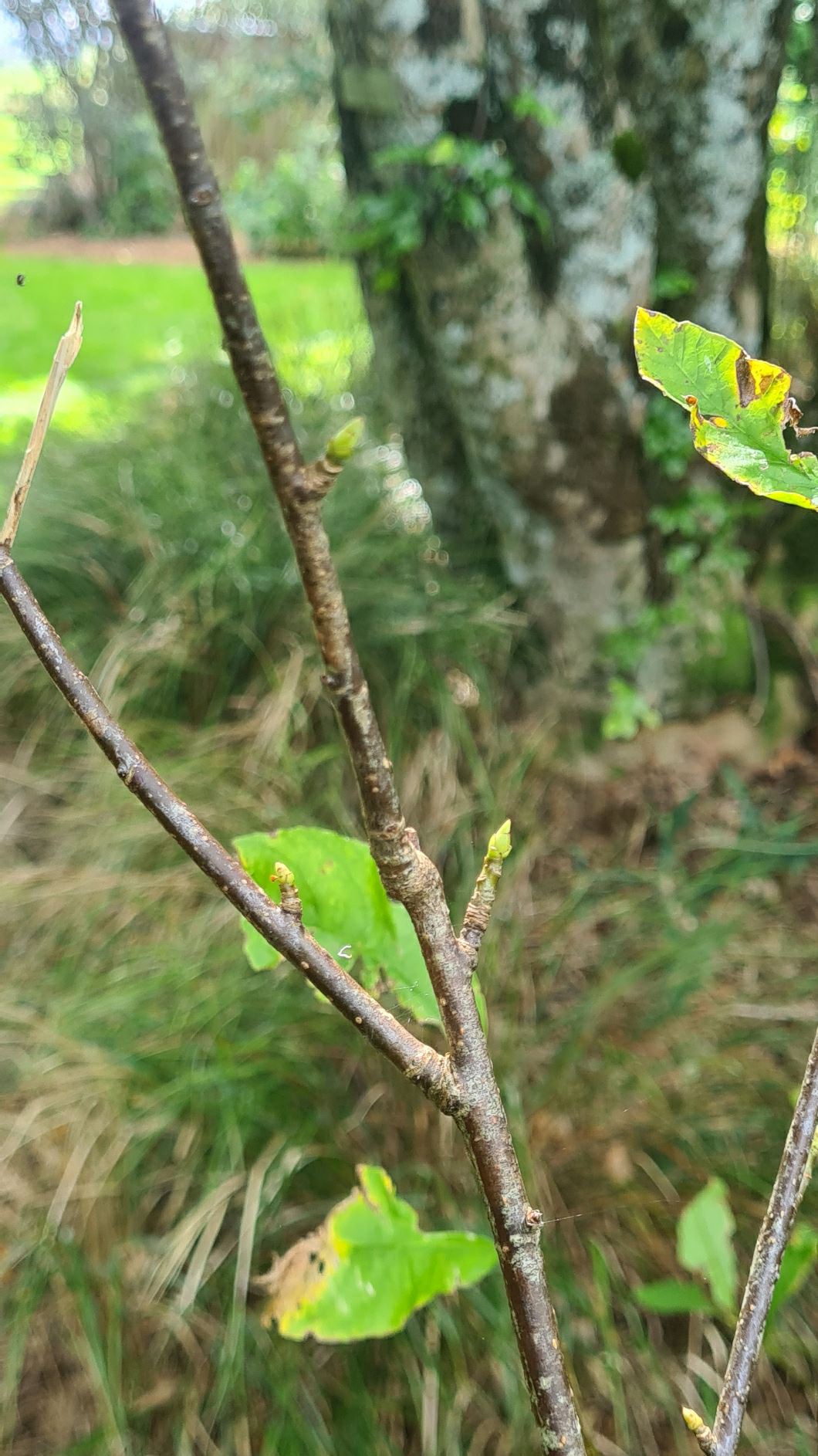 Oemleria cerasiformis - Indian Plum, oso berry, Oregon plum