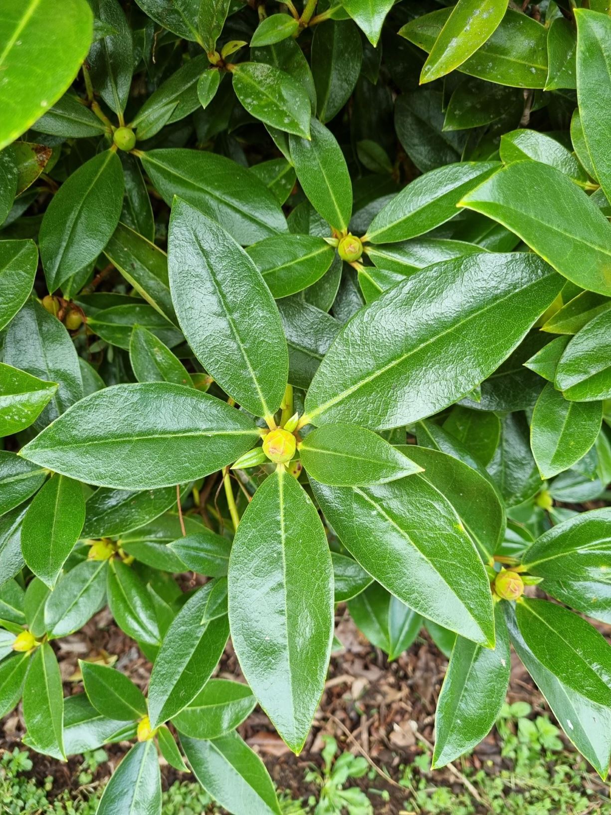 Rhododendron 'Kotuku'