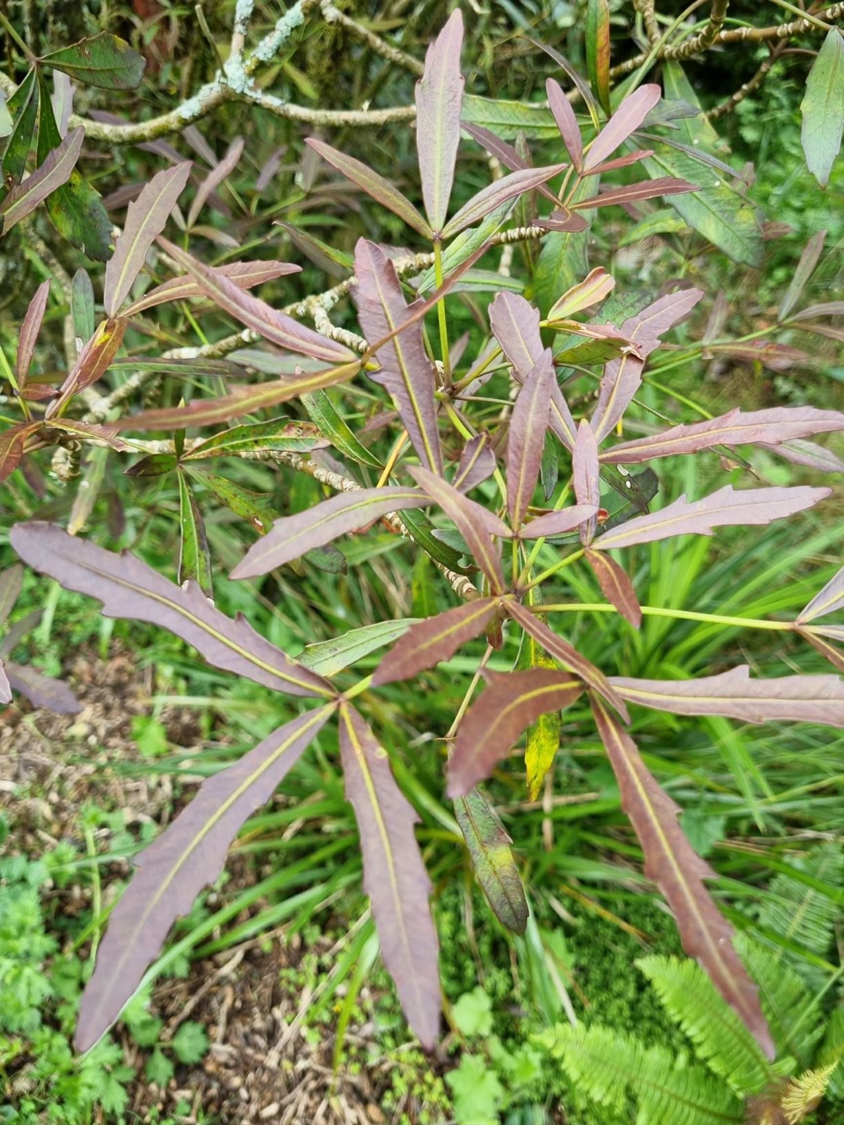 Pseudopanax crassifolius × P. lessonii