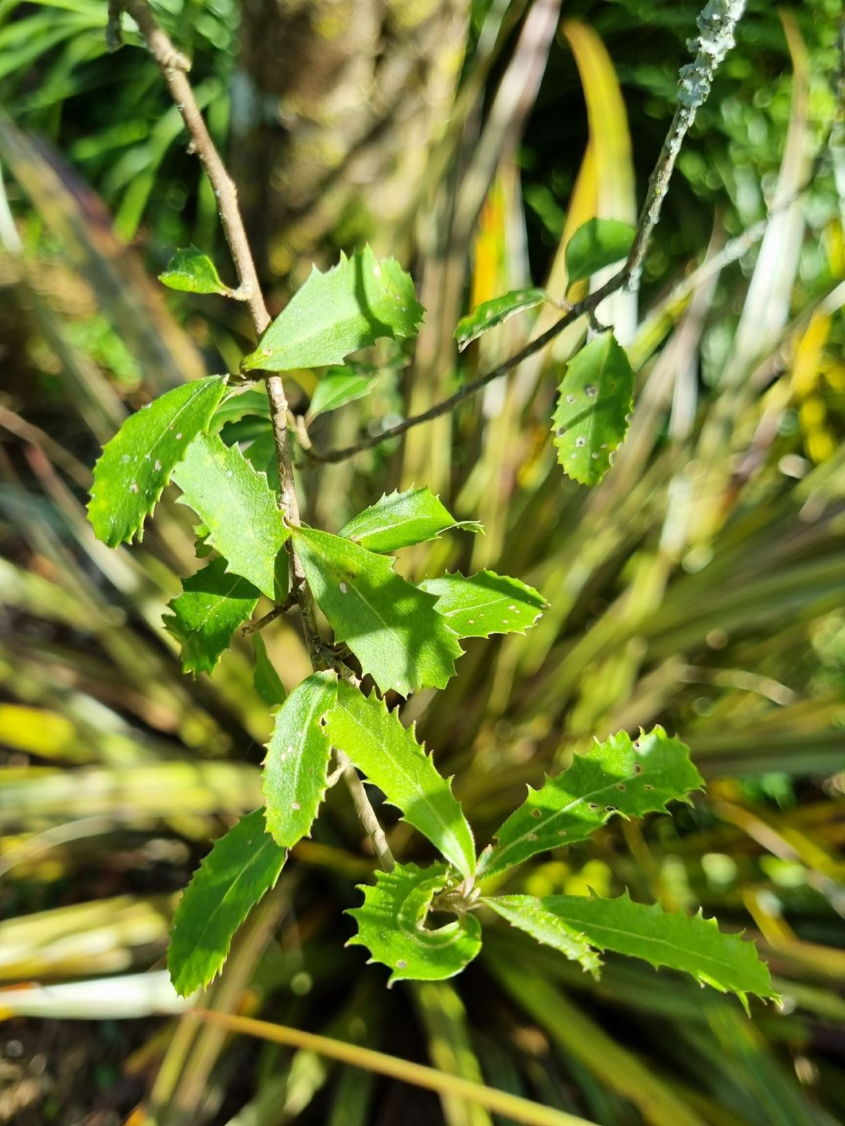 Hoheria angustifolia - narrow-leaved lacebark, hungere, houhi puruhi