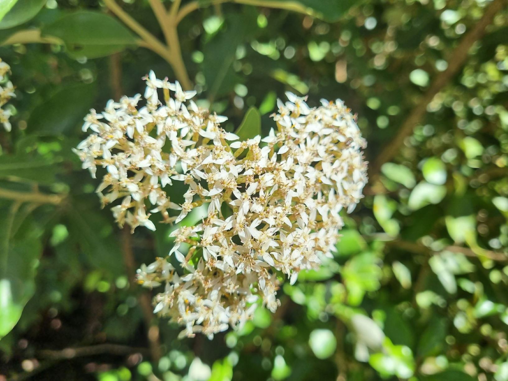 Olearia avicenniifolia - akeake