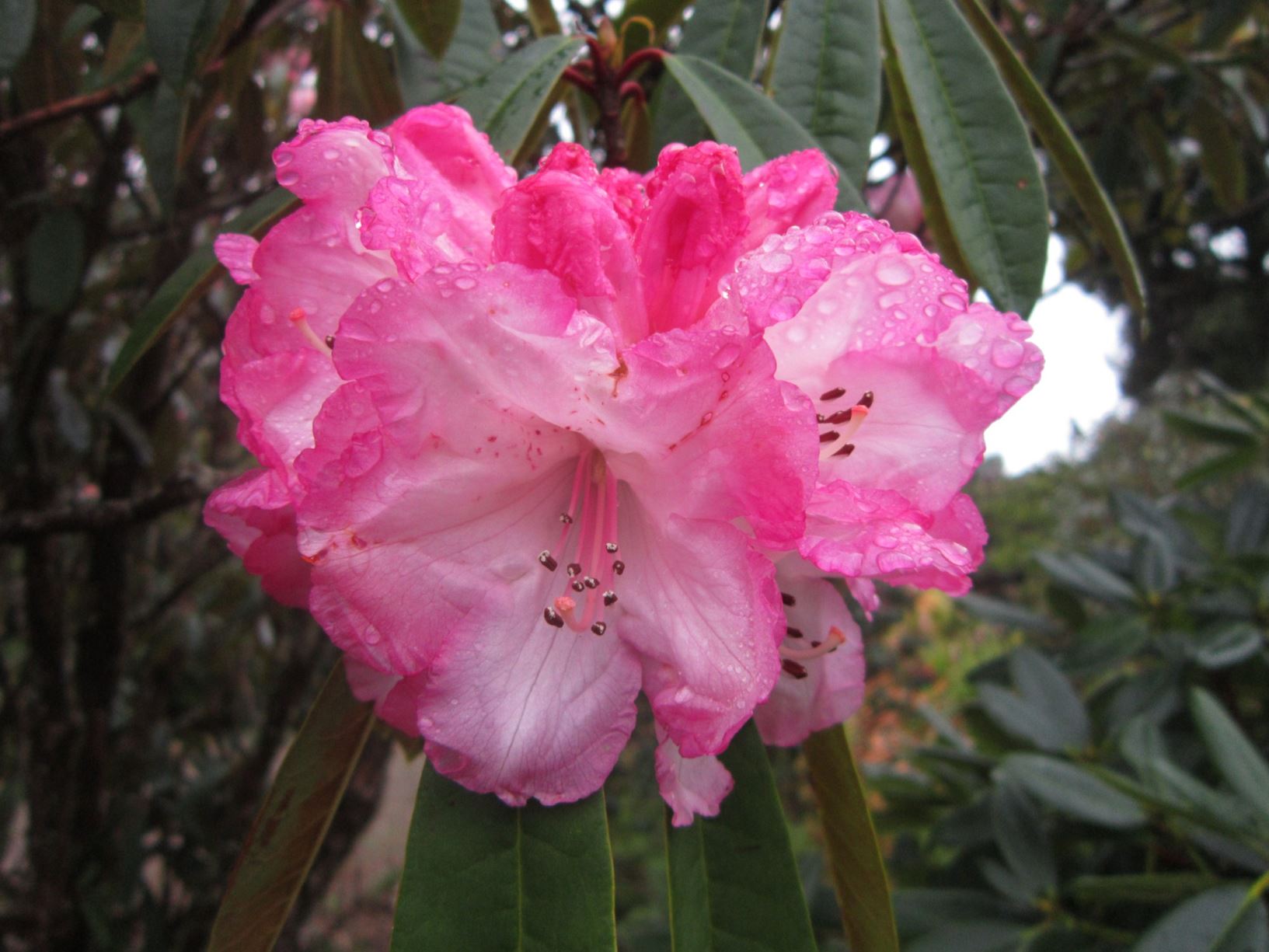 Rhododendron 'Pink Delight'