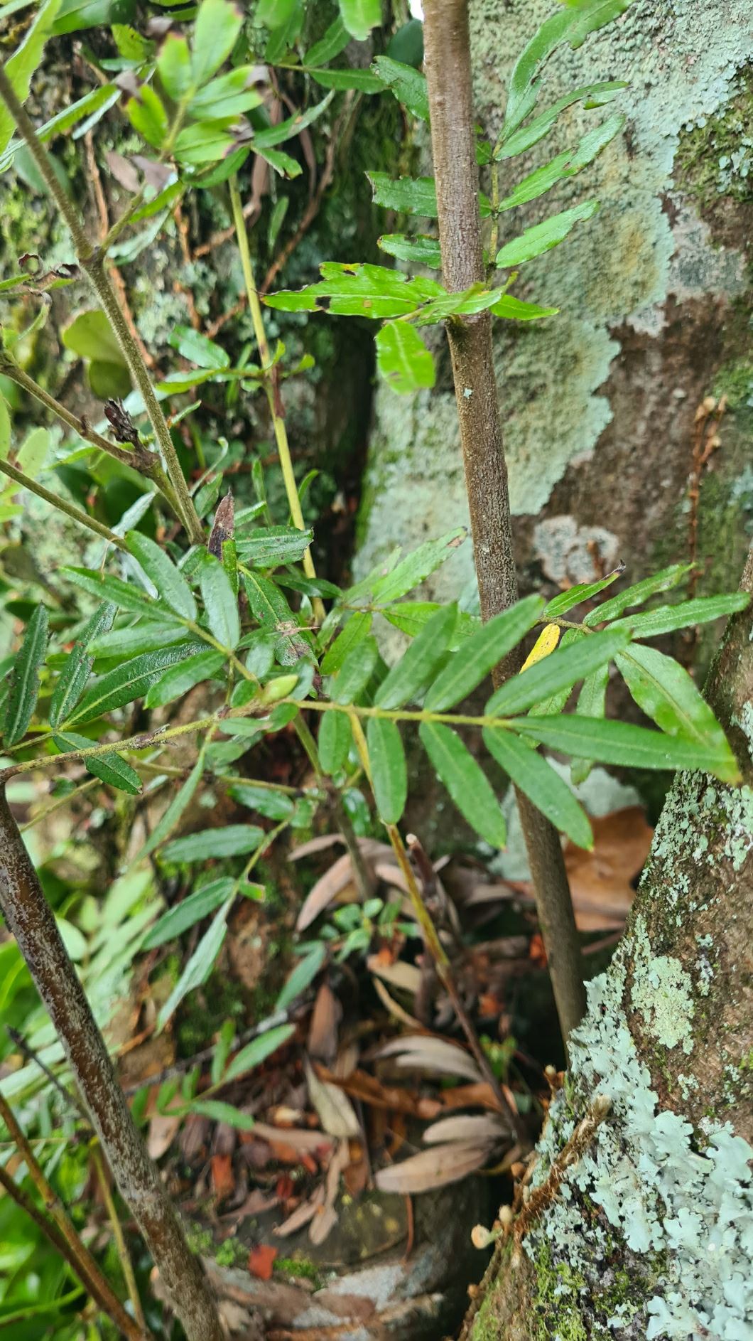 Eucryphia moorei - stinkwood, pinkwood, plum tree