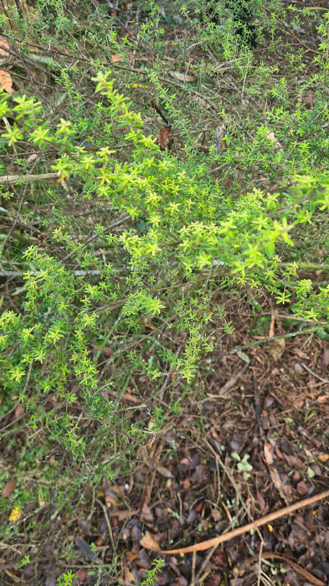 Pomaderris phylicifolia - tauhinu, taihinu, whatitiri