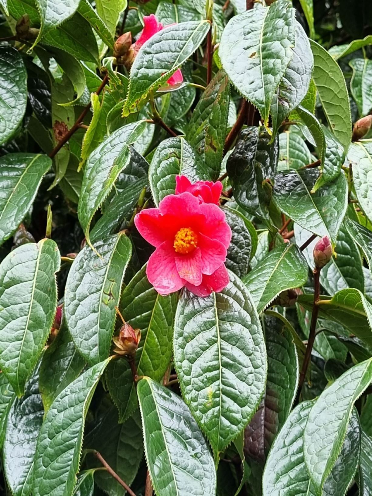 Camellia polyodonta