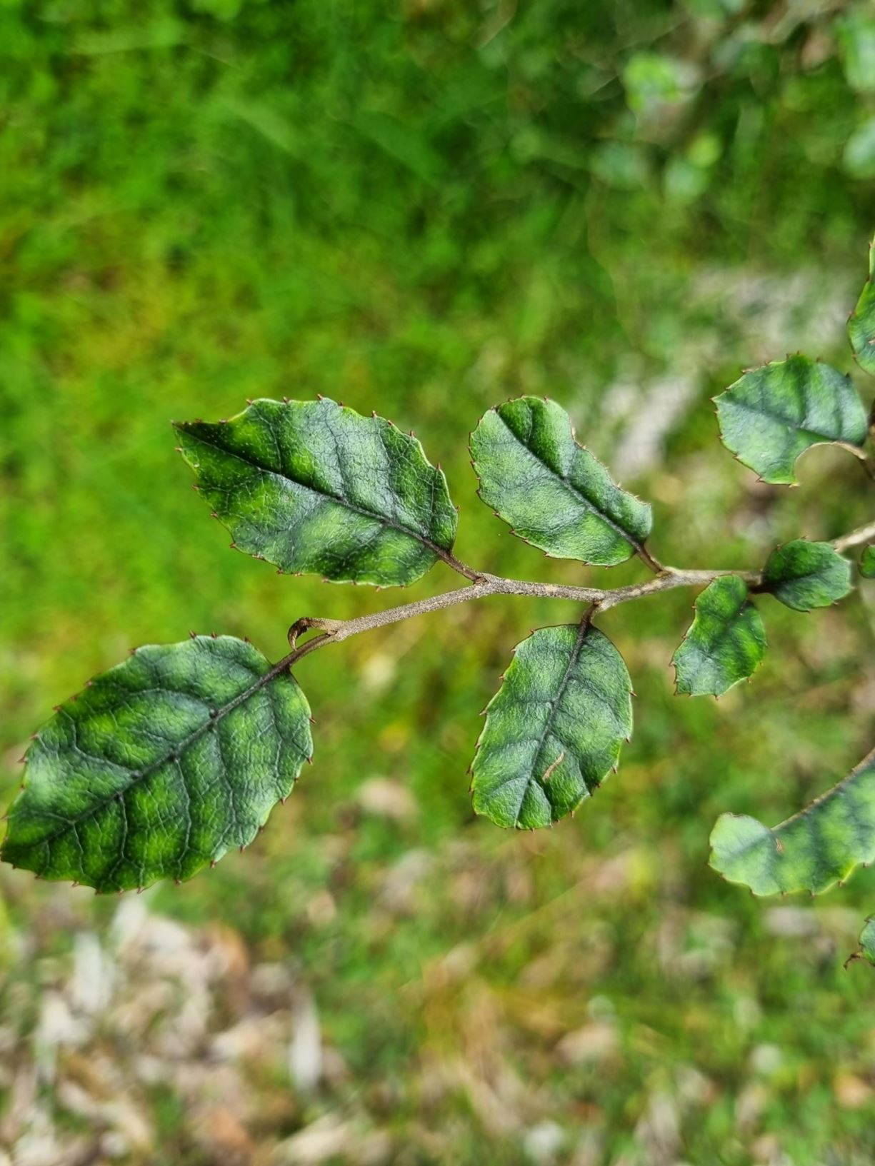 Carpodetus serratus - marbleleaf, putaweta, piripiriwhata, kai-weta, putaputaweta, punaweta
