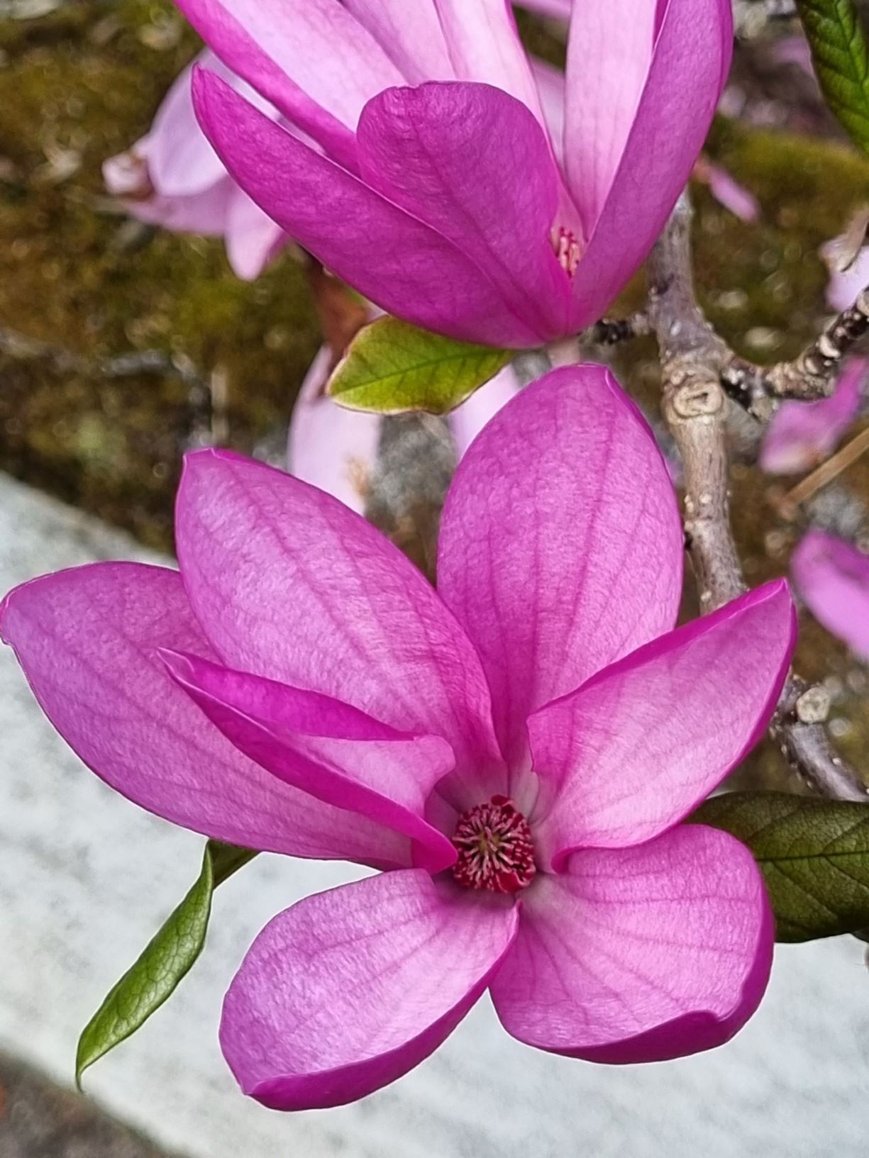 Magnolia 'Anne'