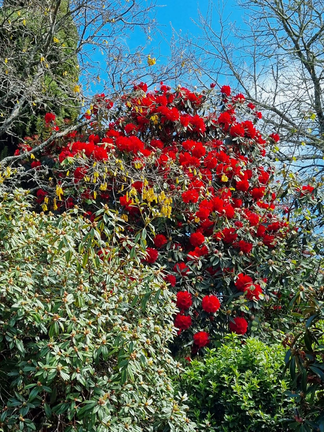 Rhododendron arboreum ×
