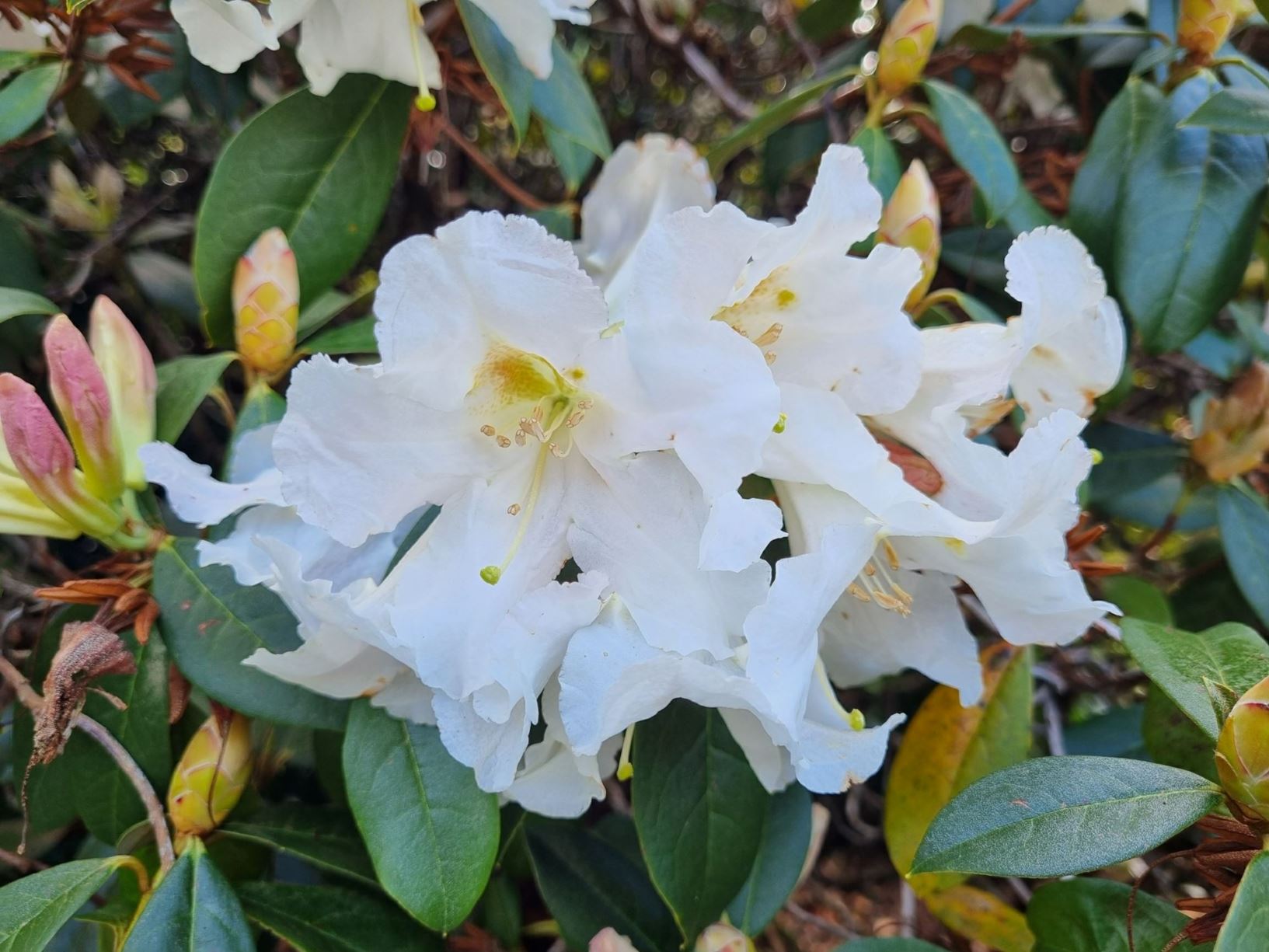 Rhododendron formosum