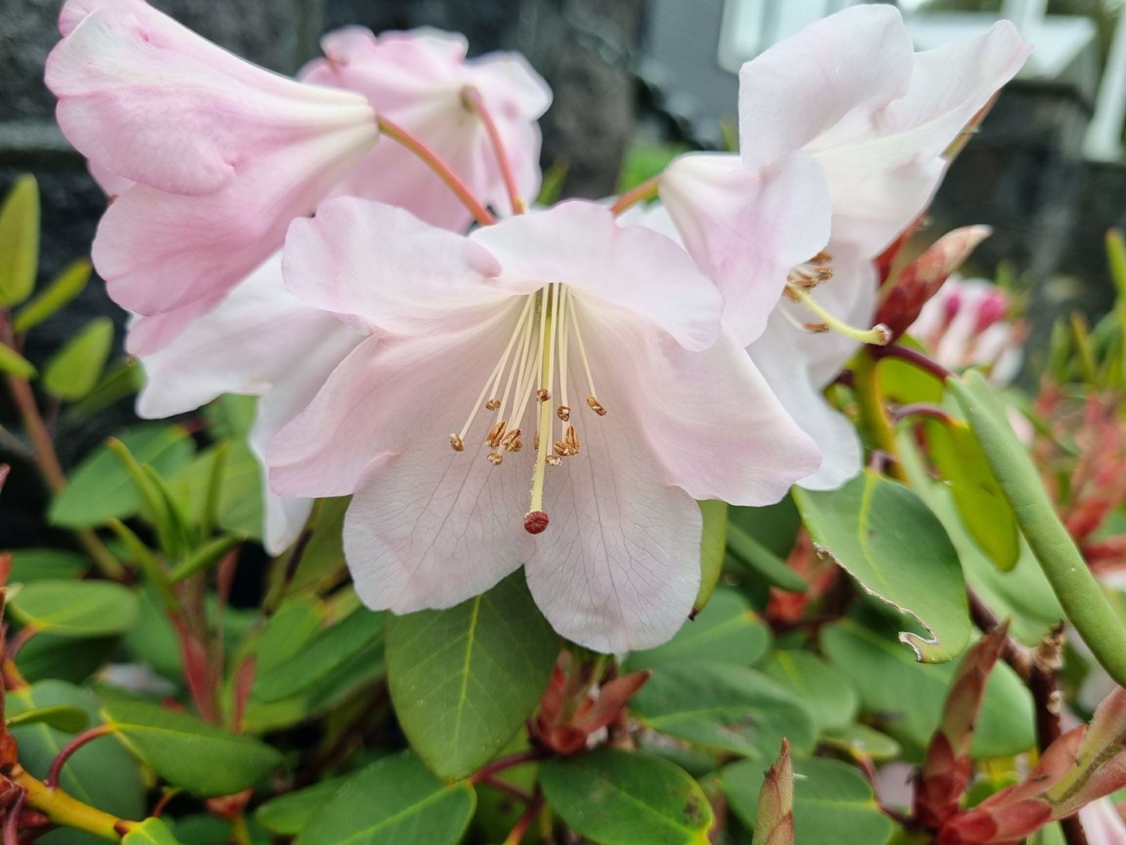 Rhododendron 'Kimberly'